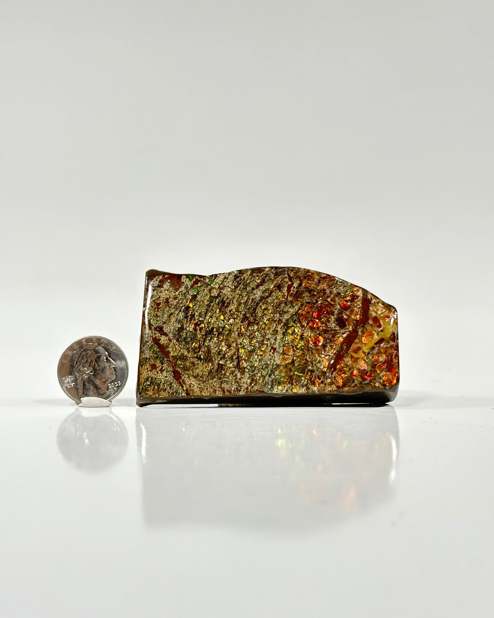 Ammolite Slab Canada Cretaceous