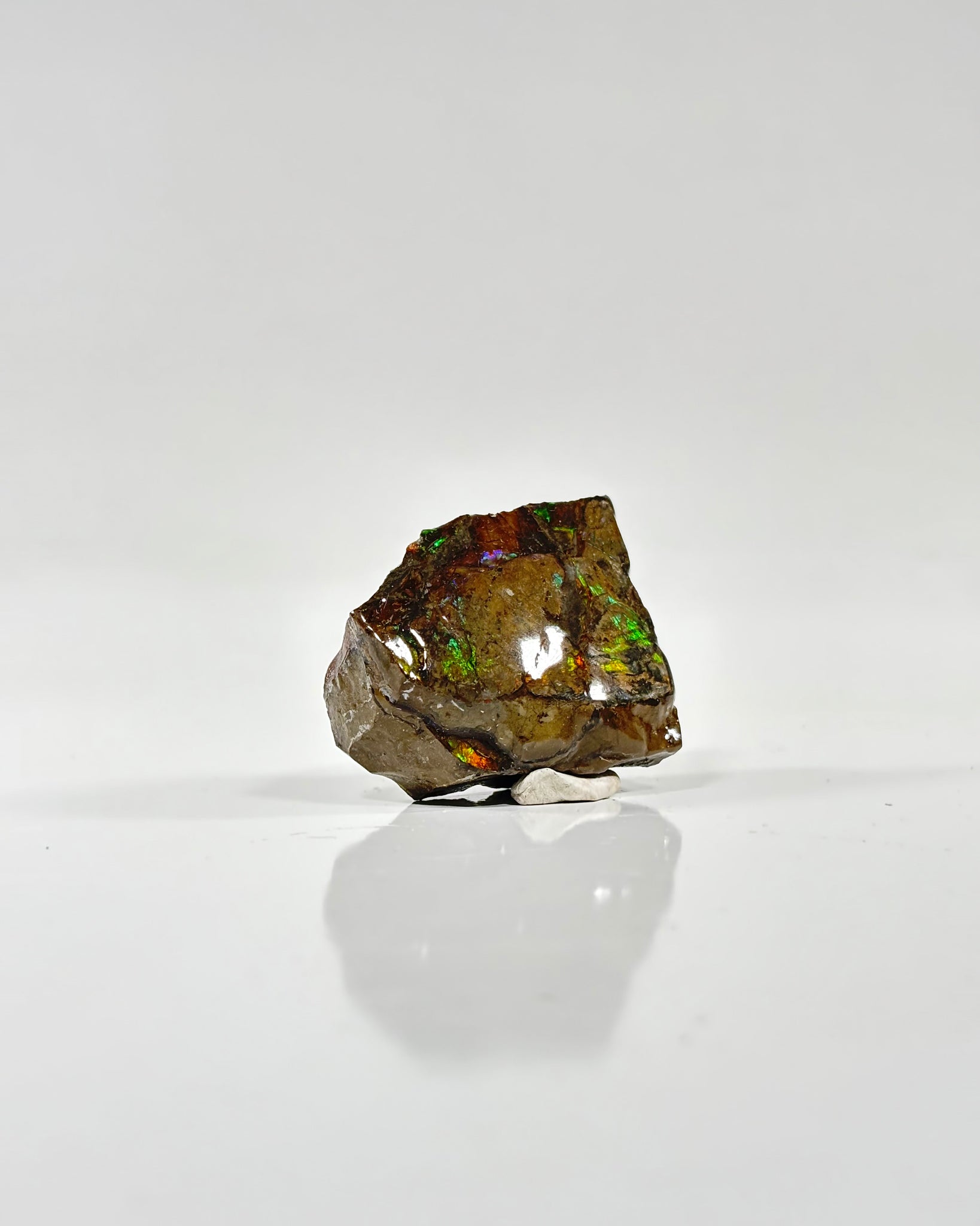 Ammolite Slab Canada Cretaceous