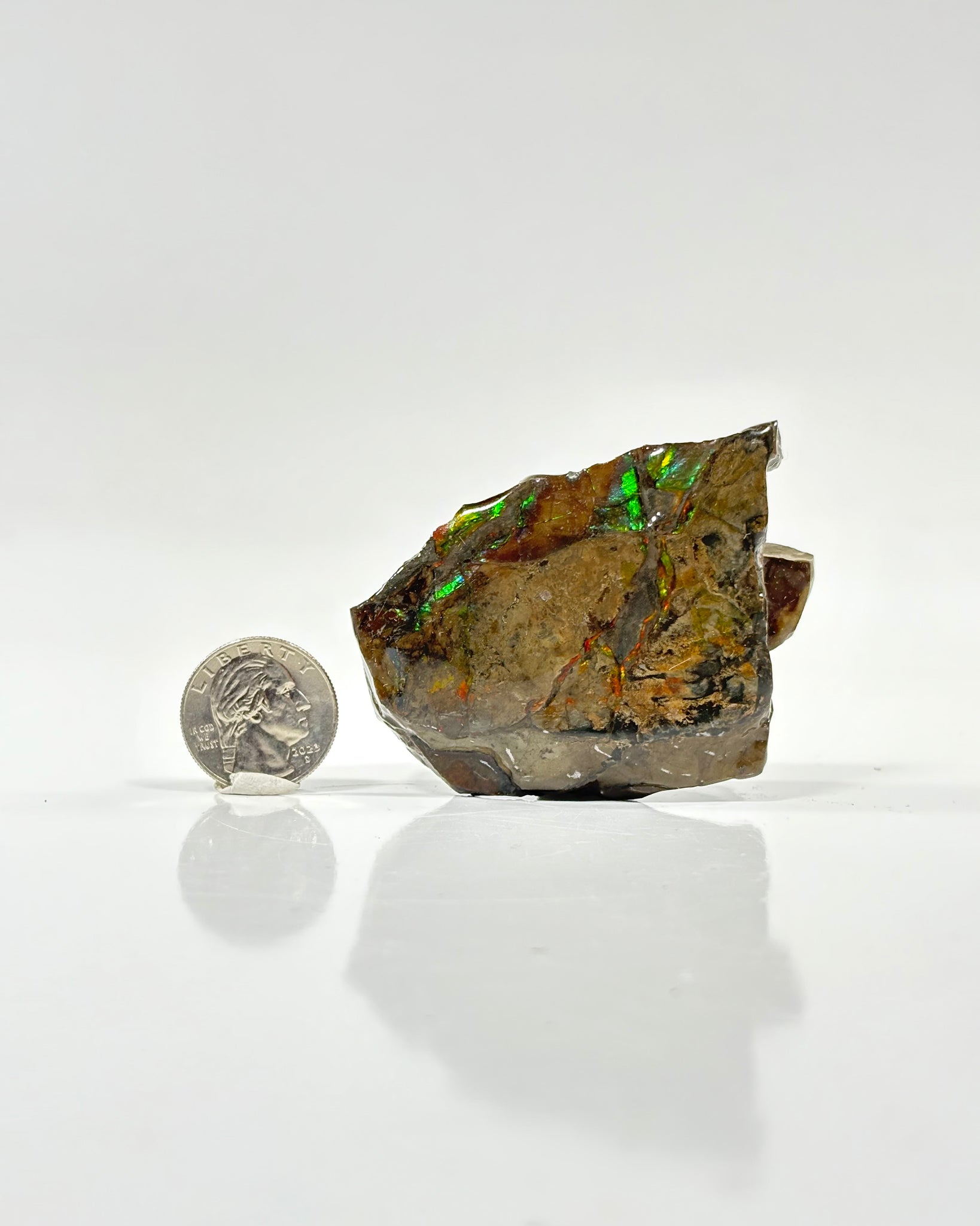 Ammolite Slab Canada Cretaceous
