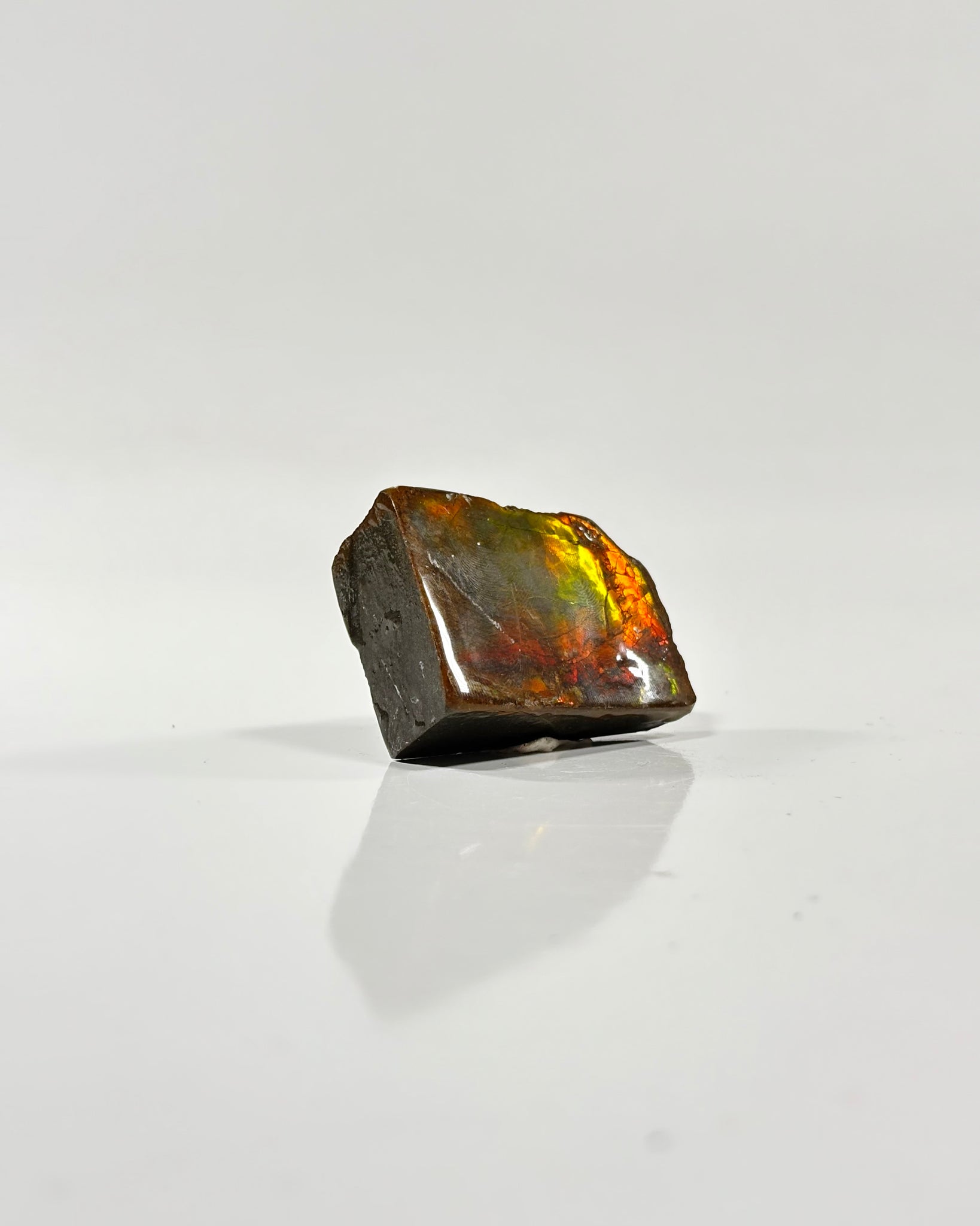 Ammolite Slab Canada Cretaceous