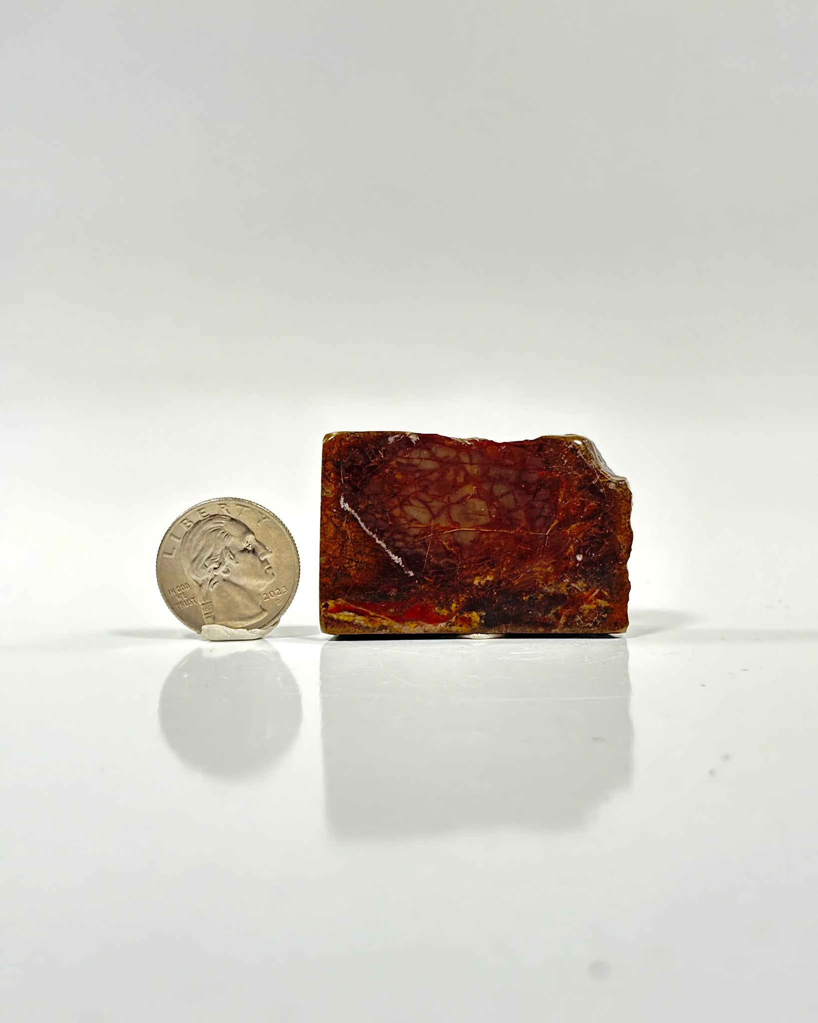 Ammolite Slab Canada Cretaceous