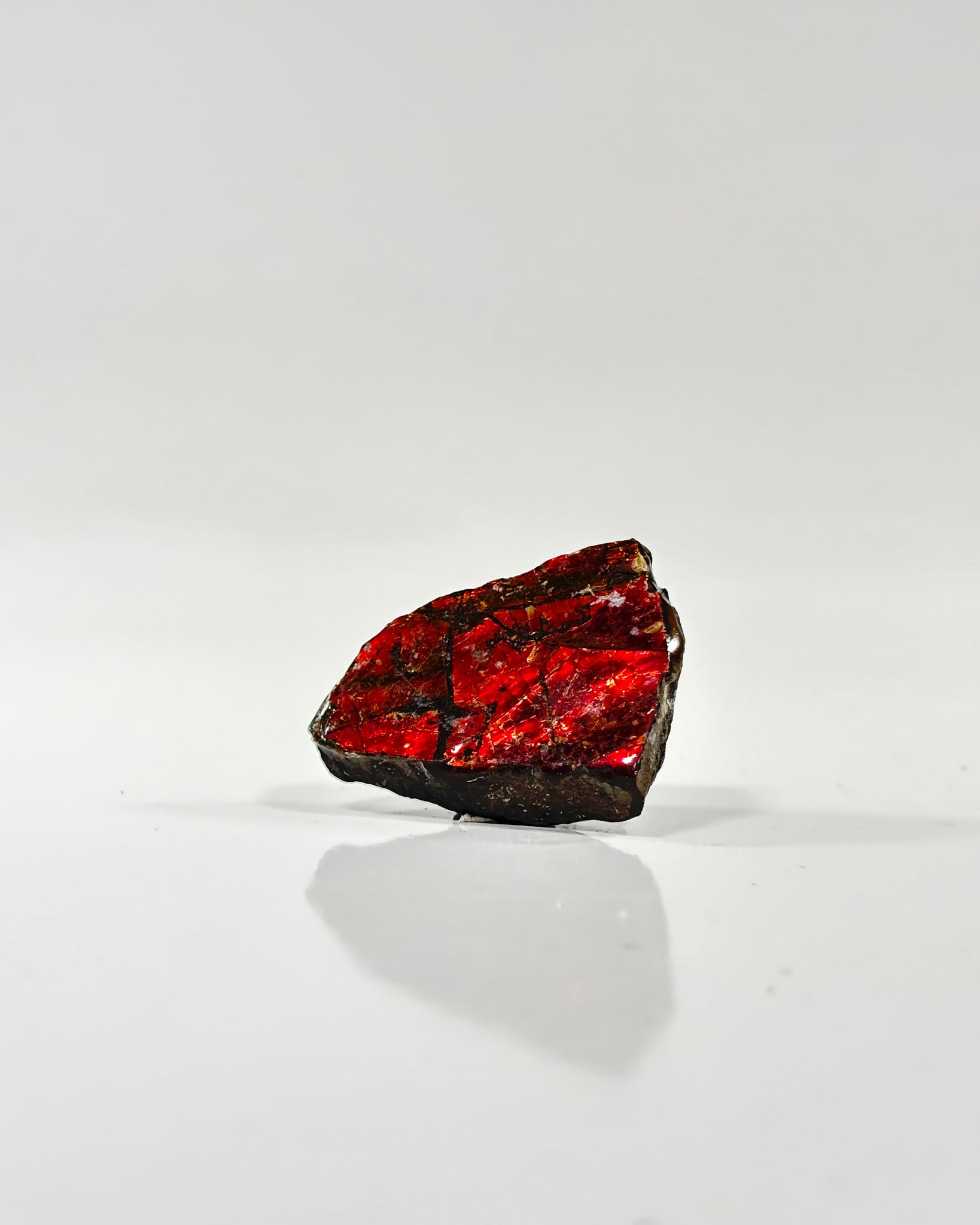 Ammolite Slab Canada Cretaceous