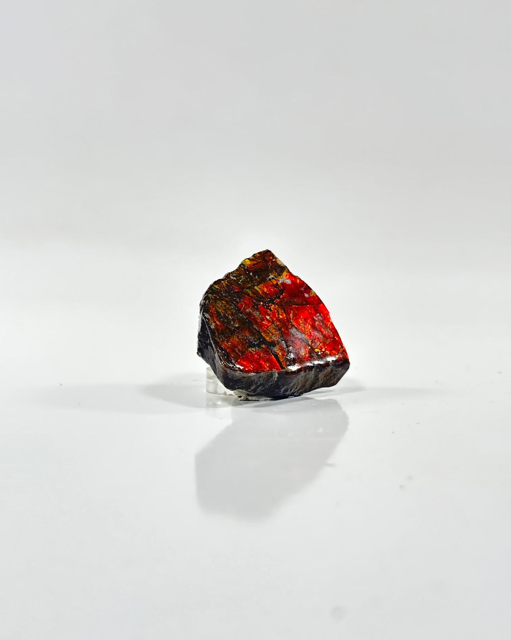 Ammolite Slab Canada Cretaceous