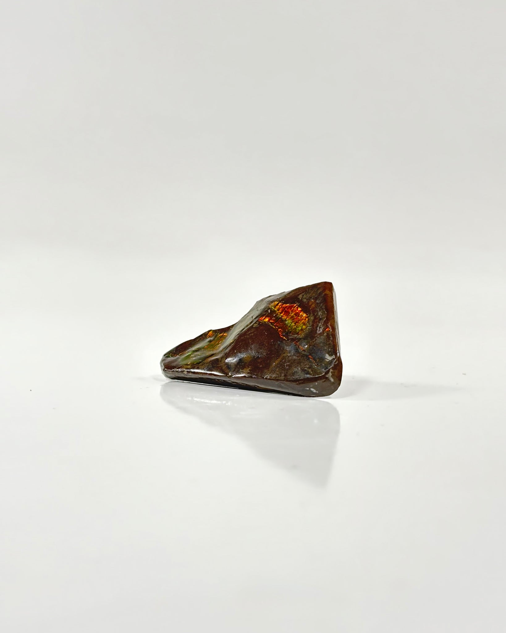 Ammolite Slab Canada Cretaceous