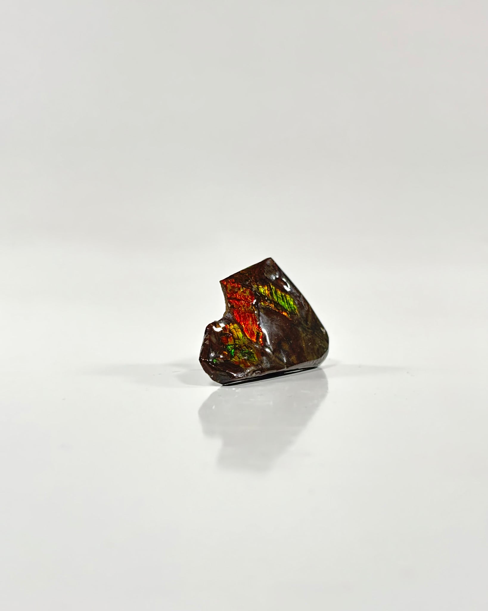 Ammolite Slab Canada Cretaceous