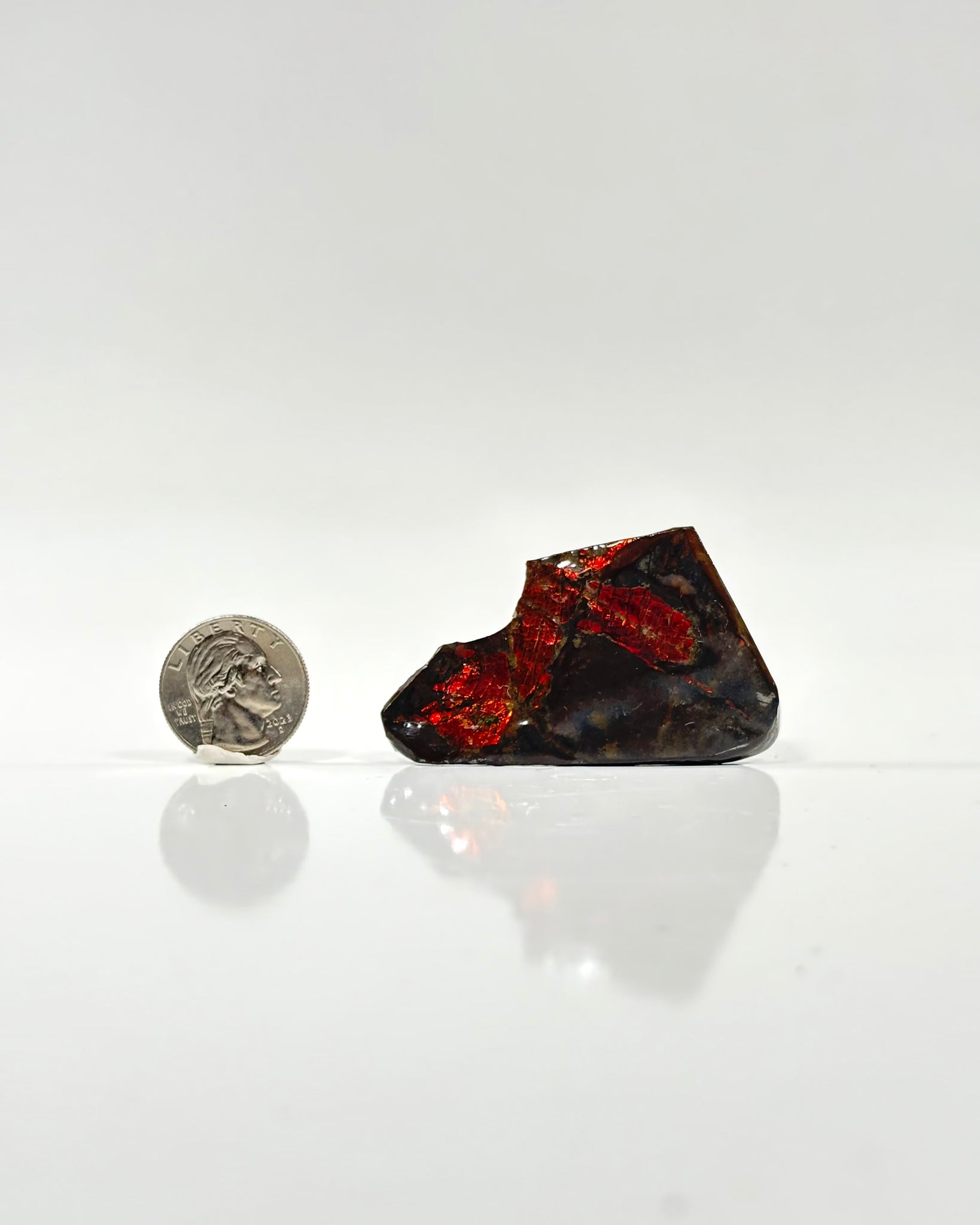 Ammolite Slab Canada Cretaceous