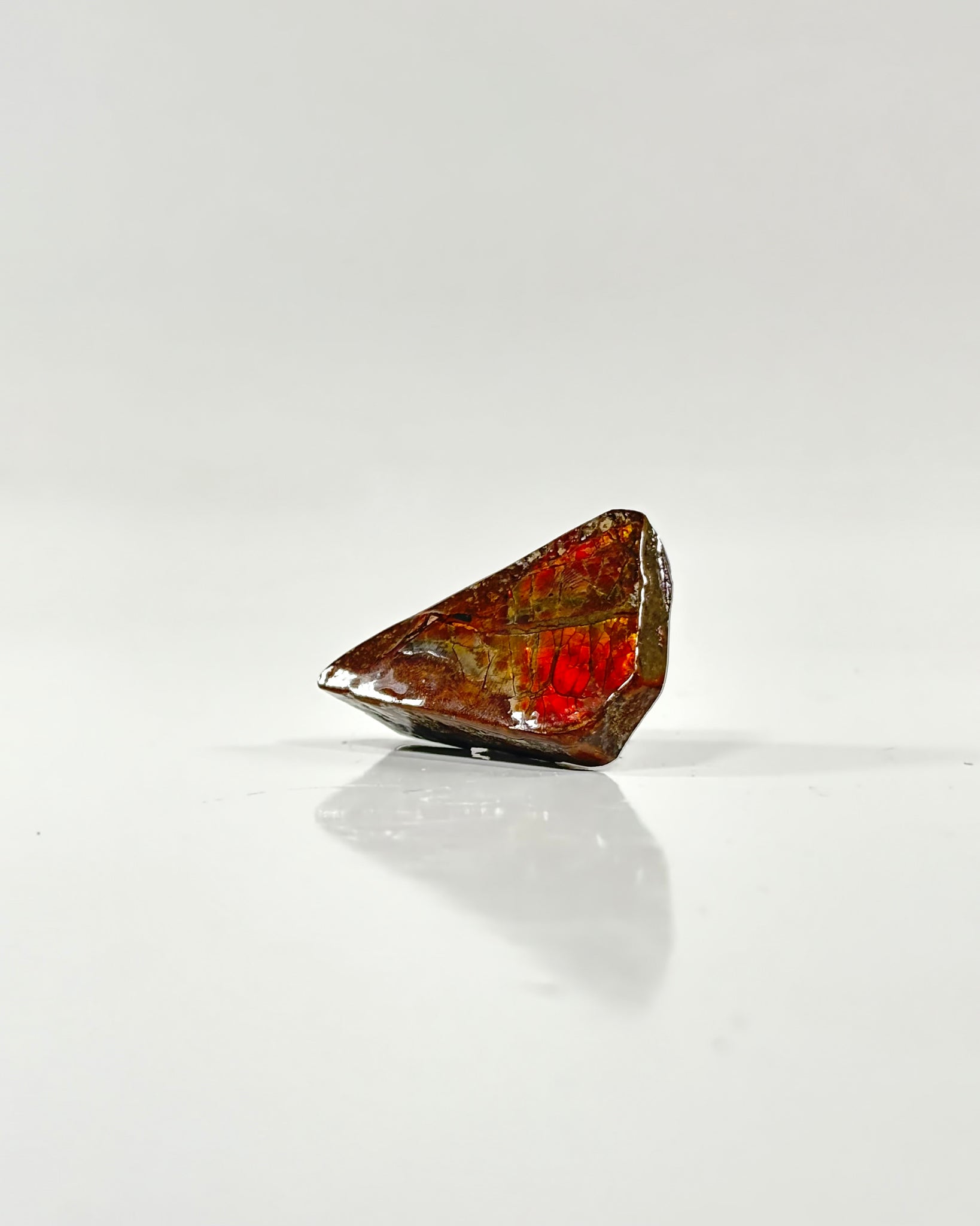 Ammolite Slab Canada Cretaceous