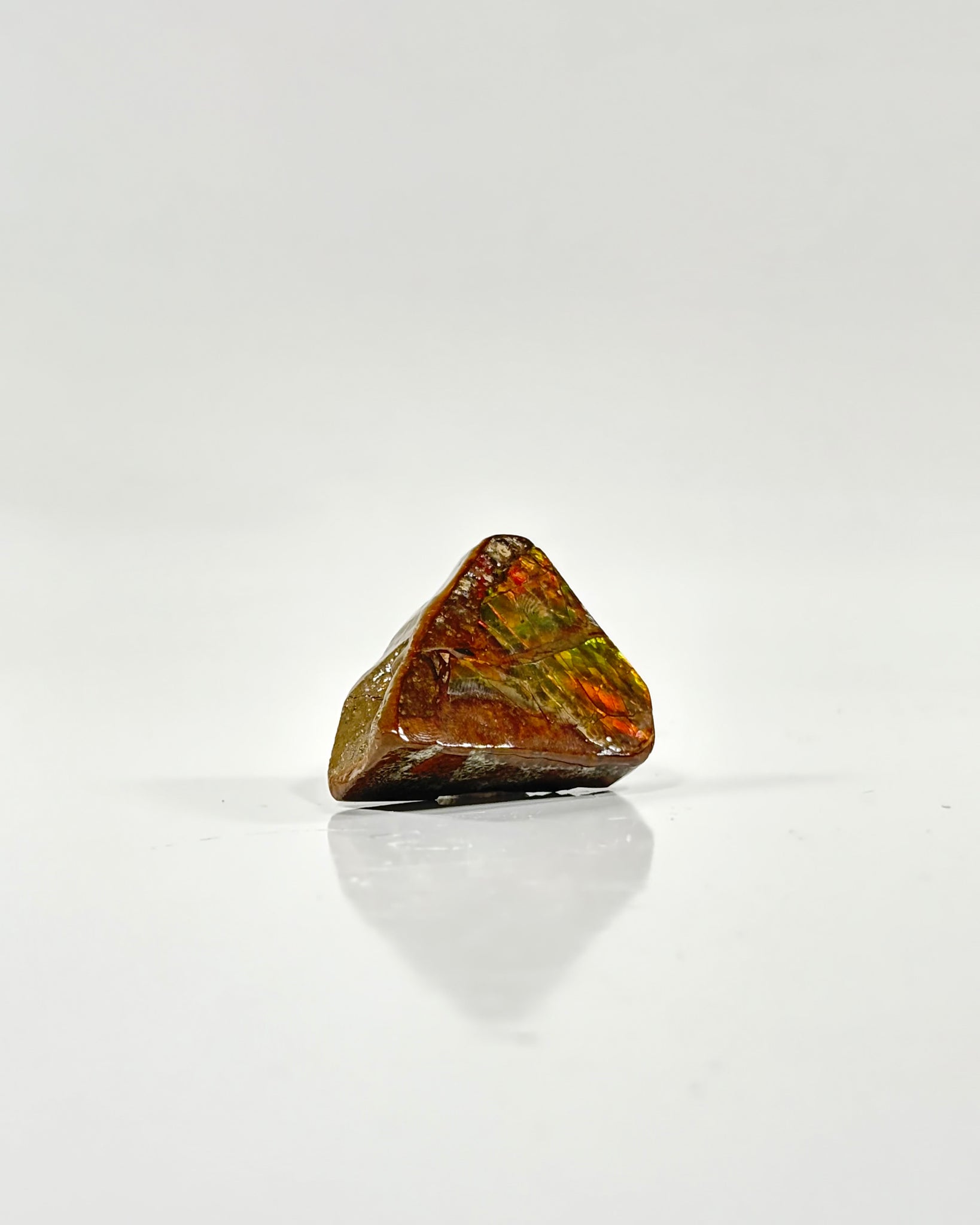 Ammolite Slab Canada Cretaceous