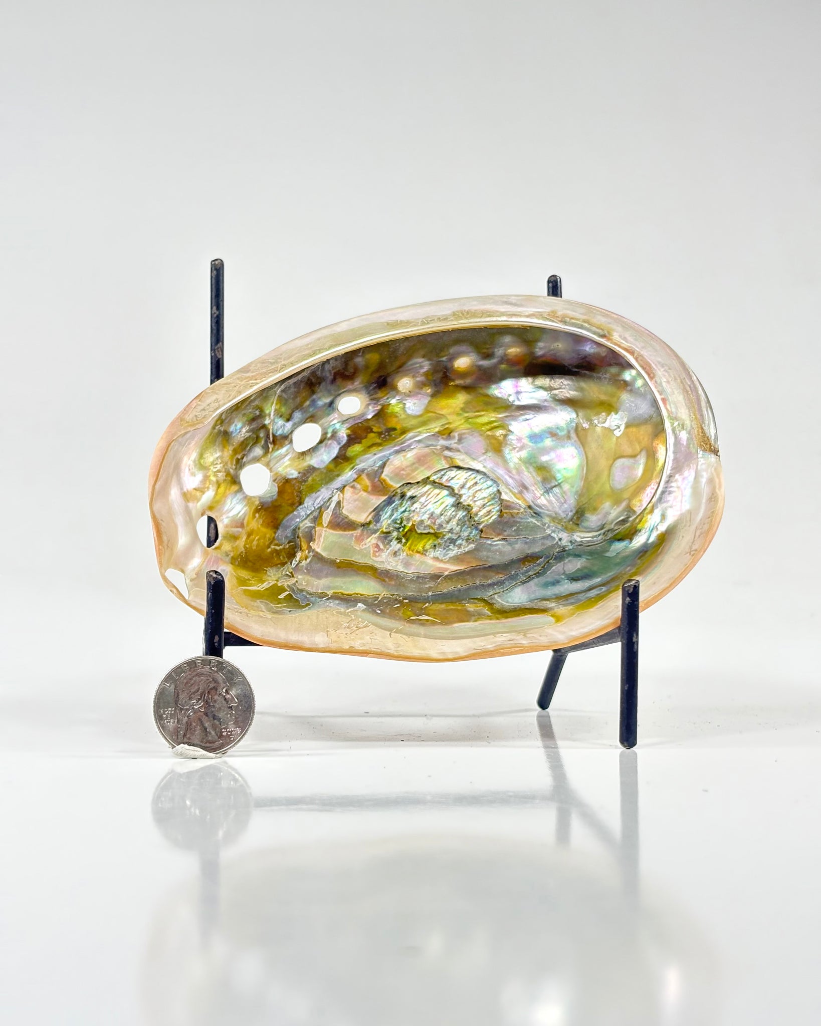 Abalone Shell