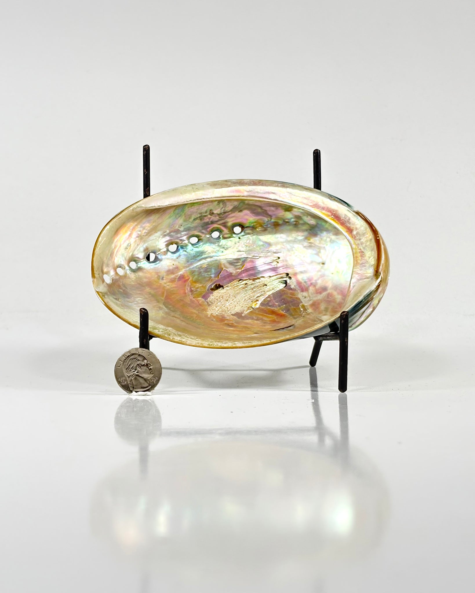Abalone Shell