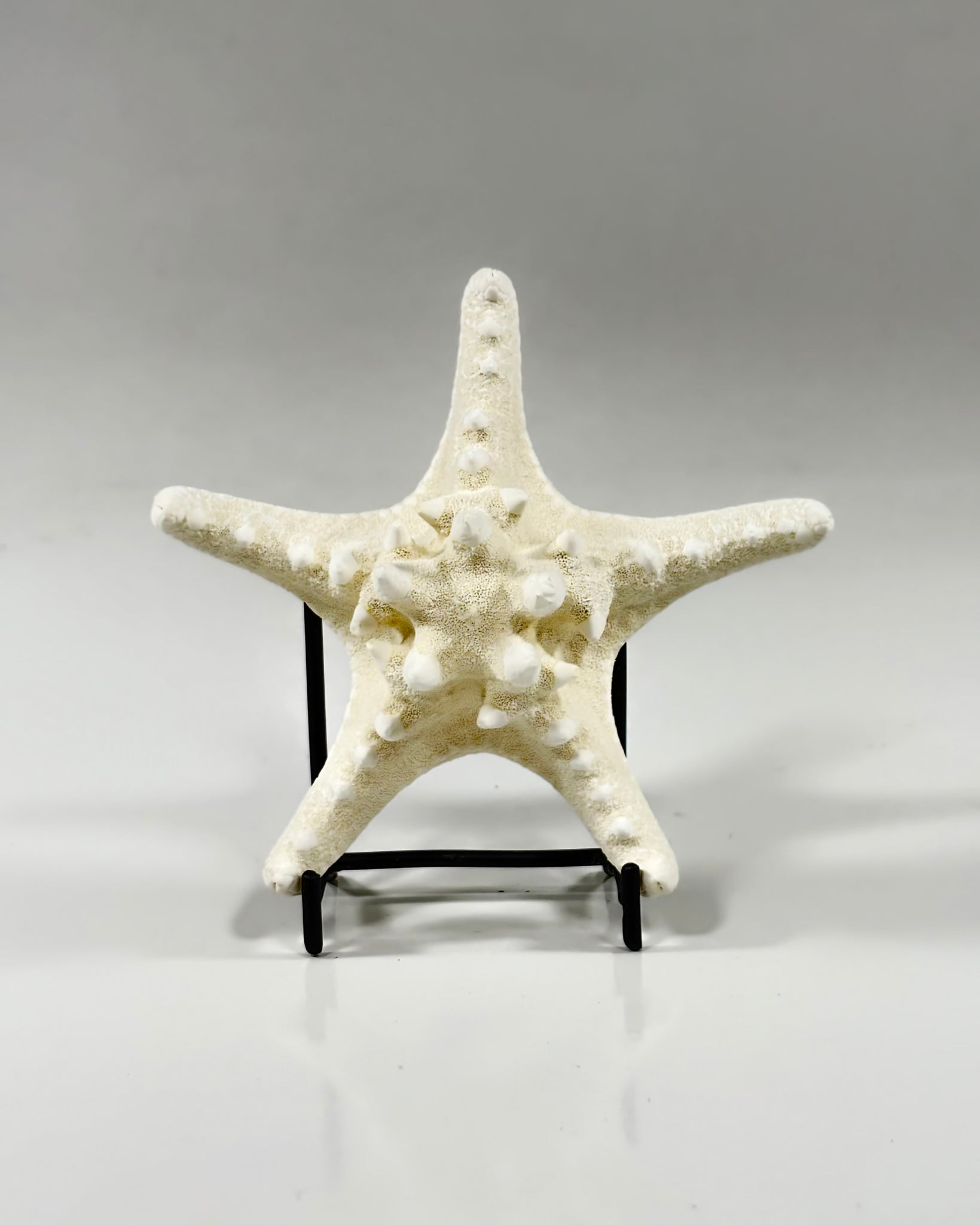 Knobby Starfish Africa