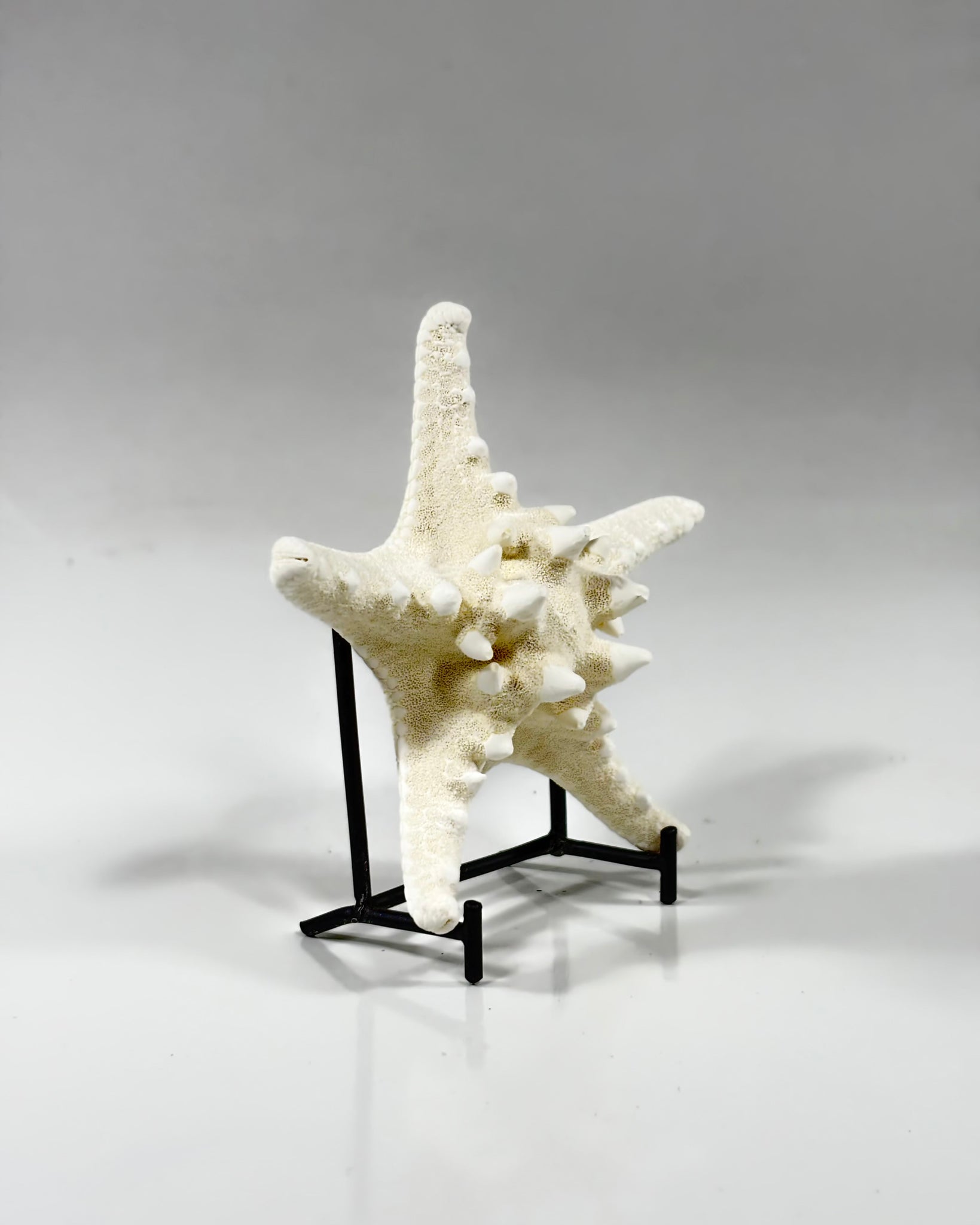 Knobby Starfish Africa