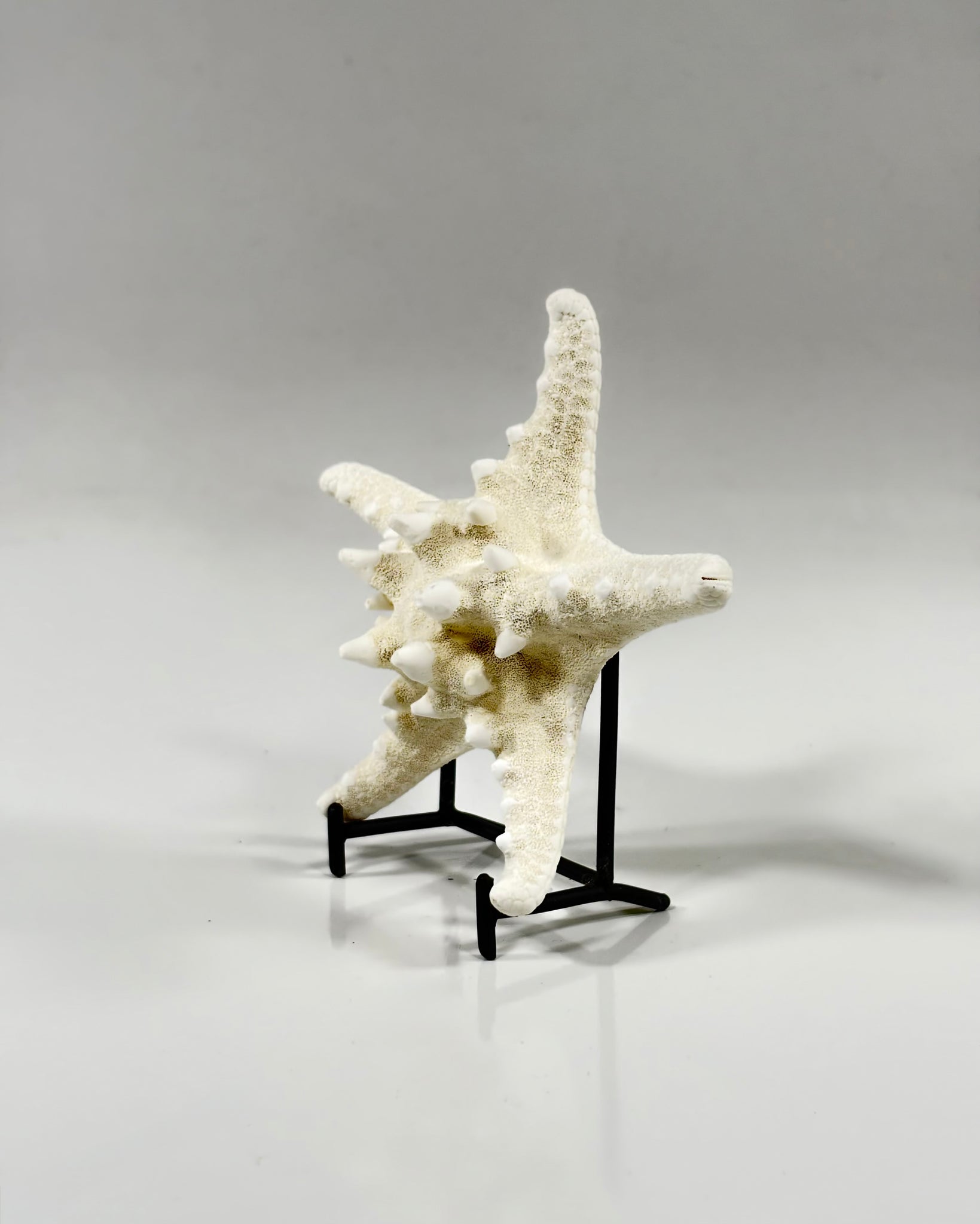 Knobby Starfish Africa