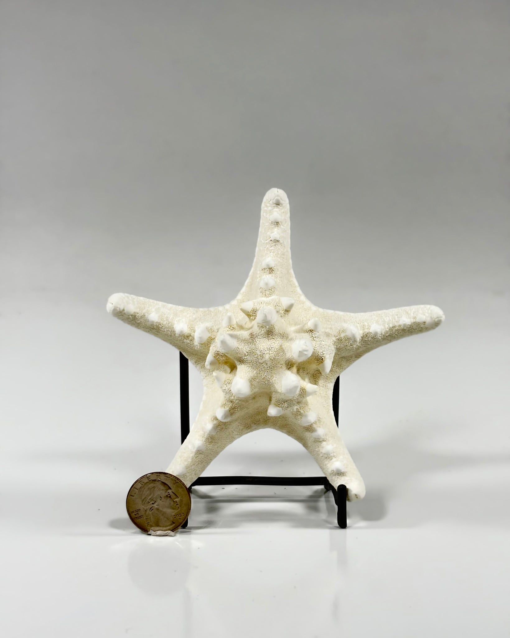 Knobby Starfish Africa