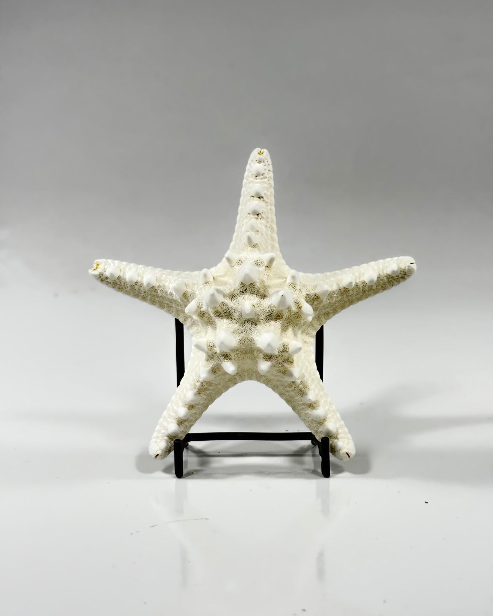 Knobby Starfish Africa