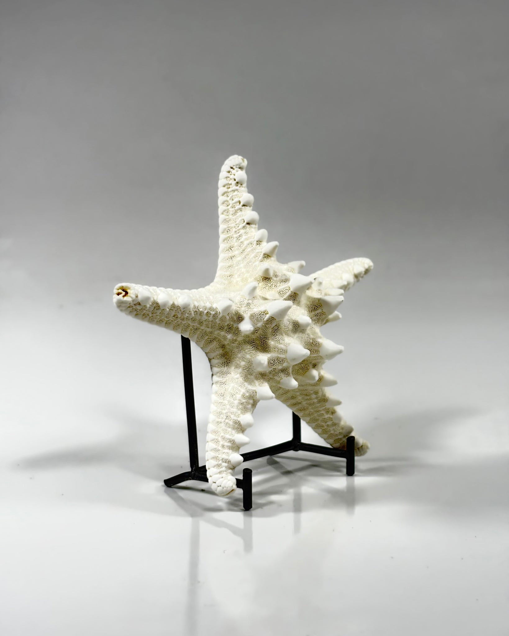 Knobby Starfish Africa