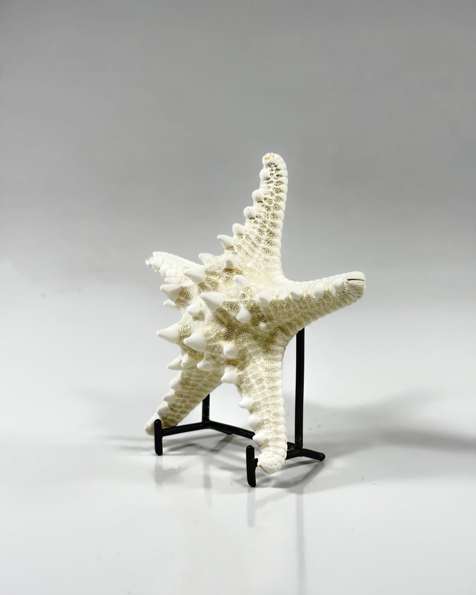 Knobby Starfish Africa