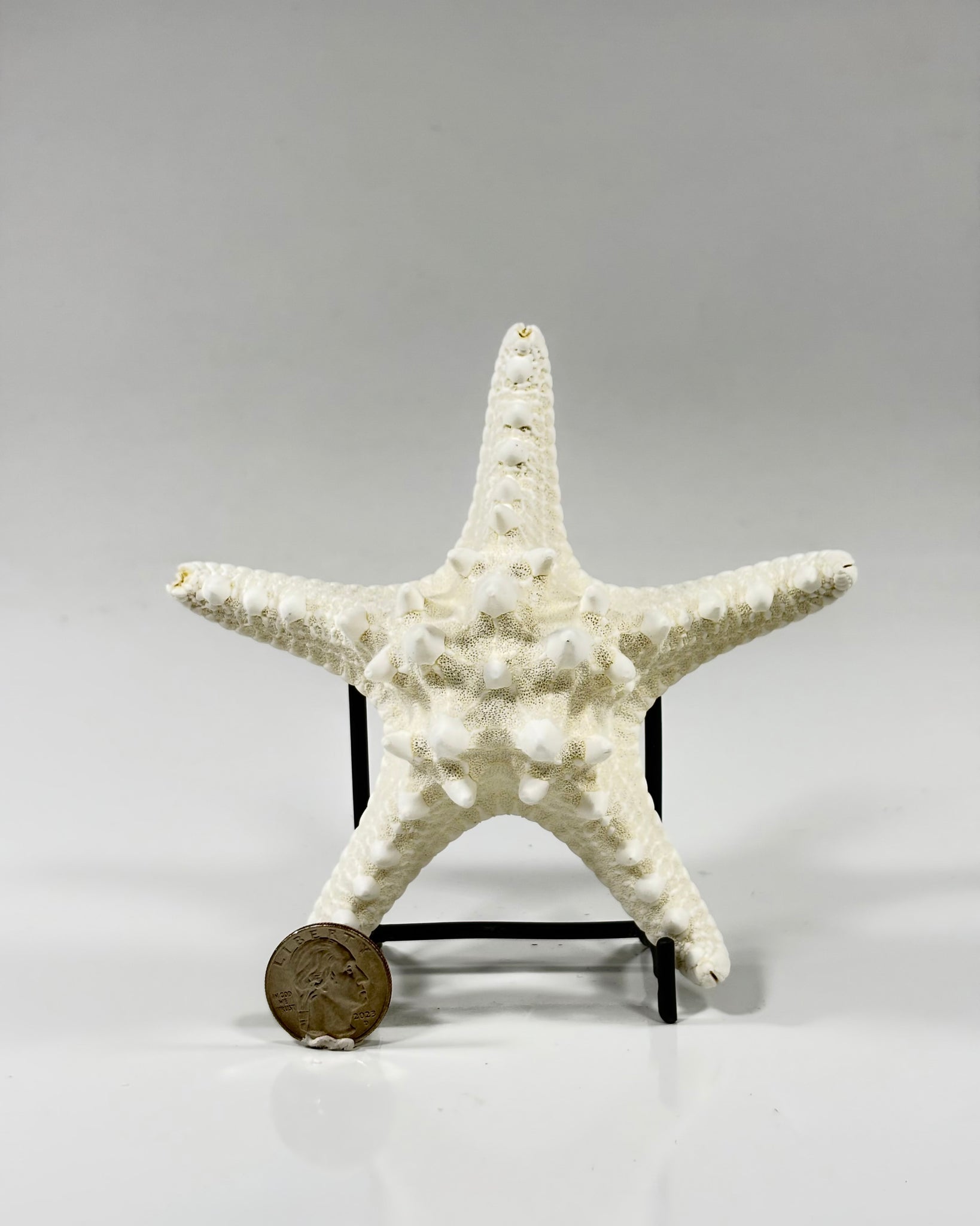 Knobby Starfish Africa