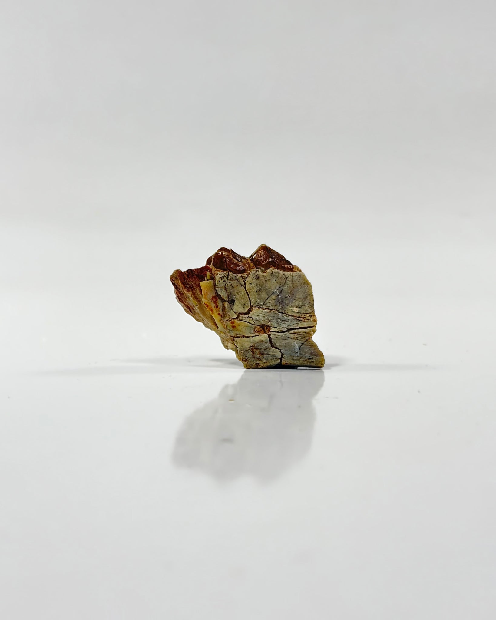 Oreodont Teeth