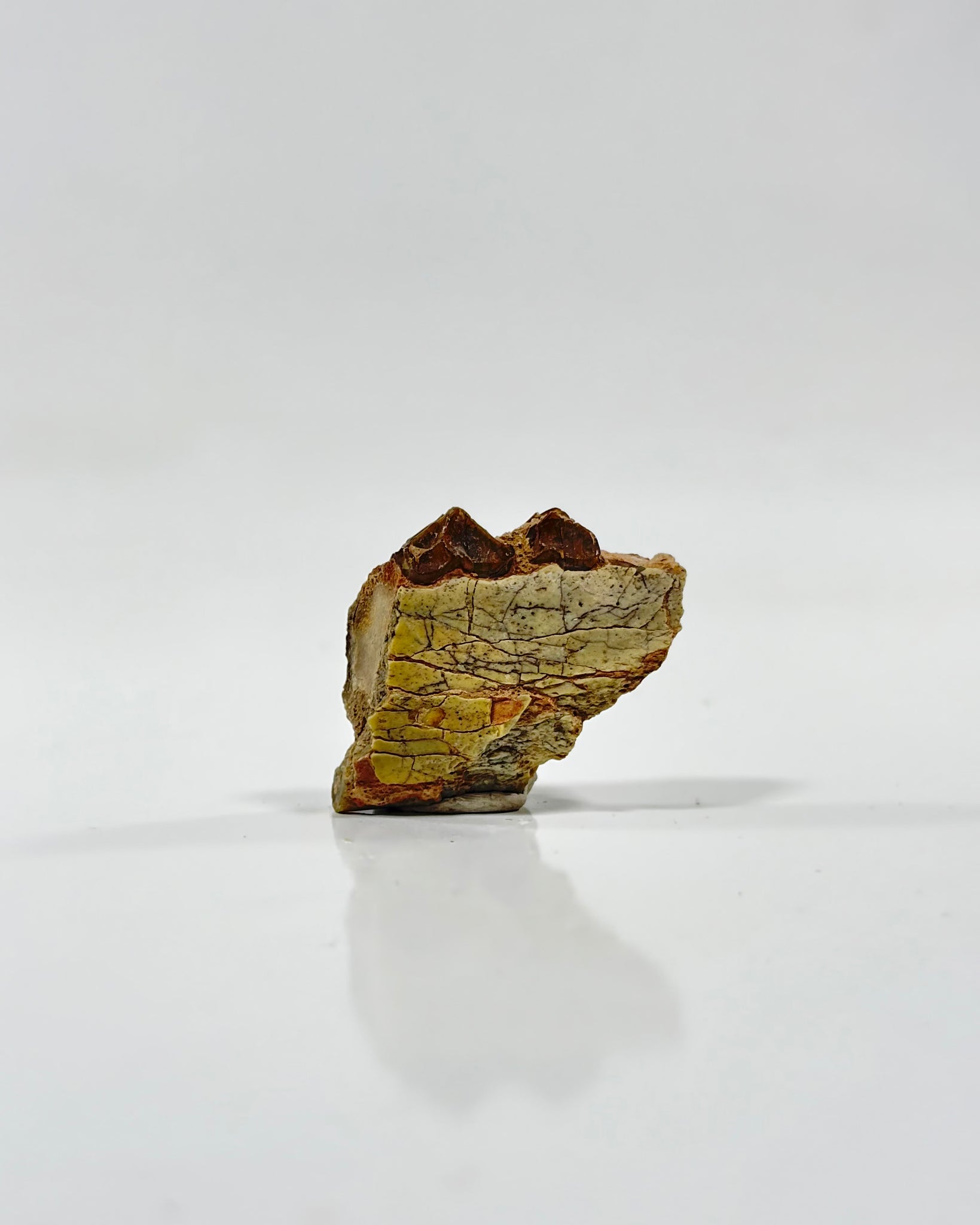 Oreodont Teeth