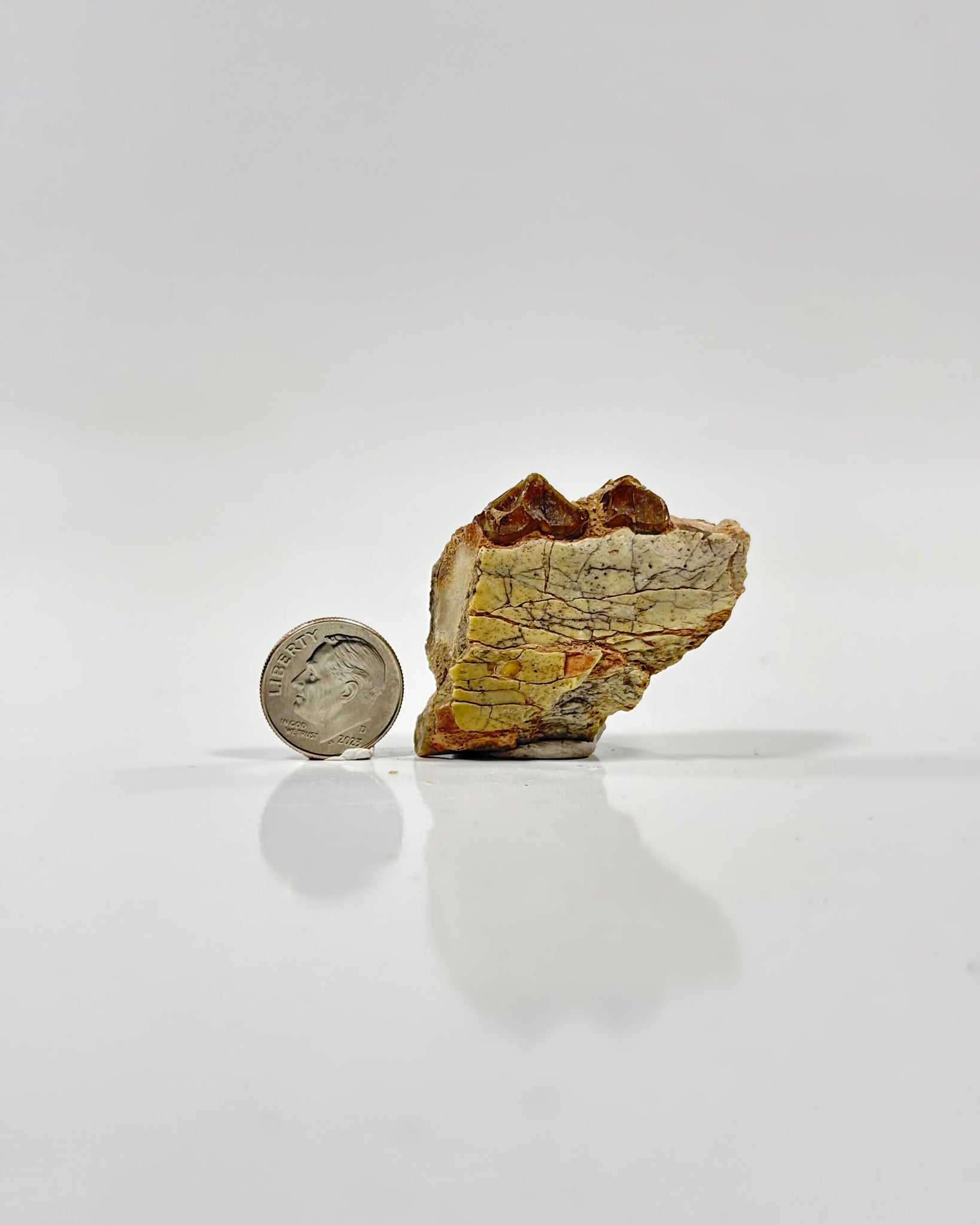 Oreodont Teeth