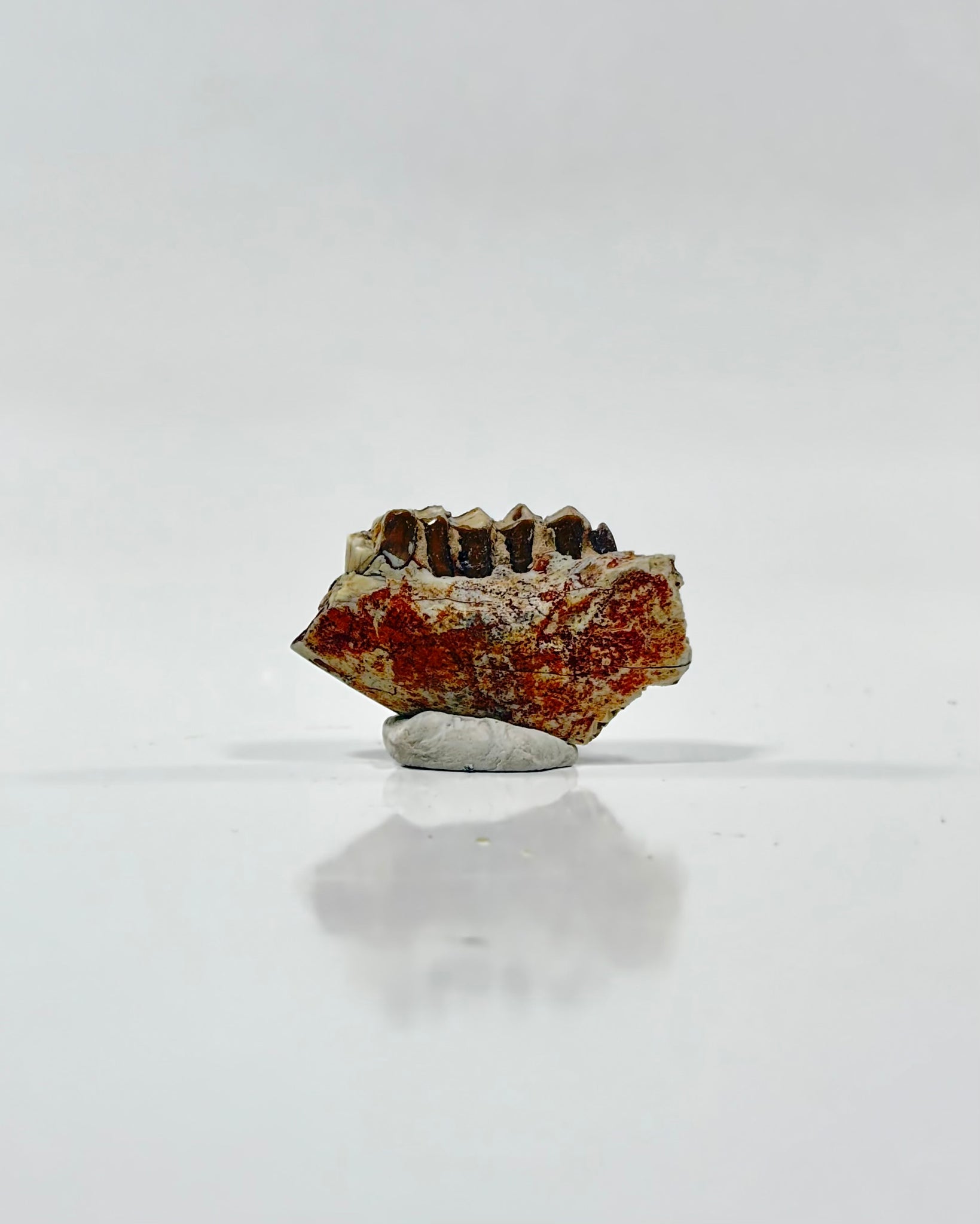 Oreodont Teeth