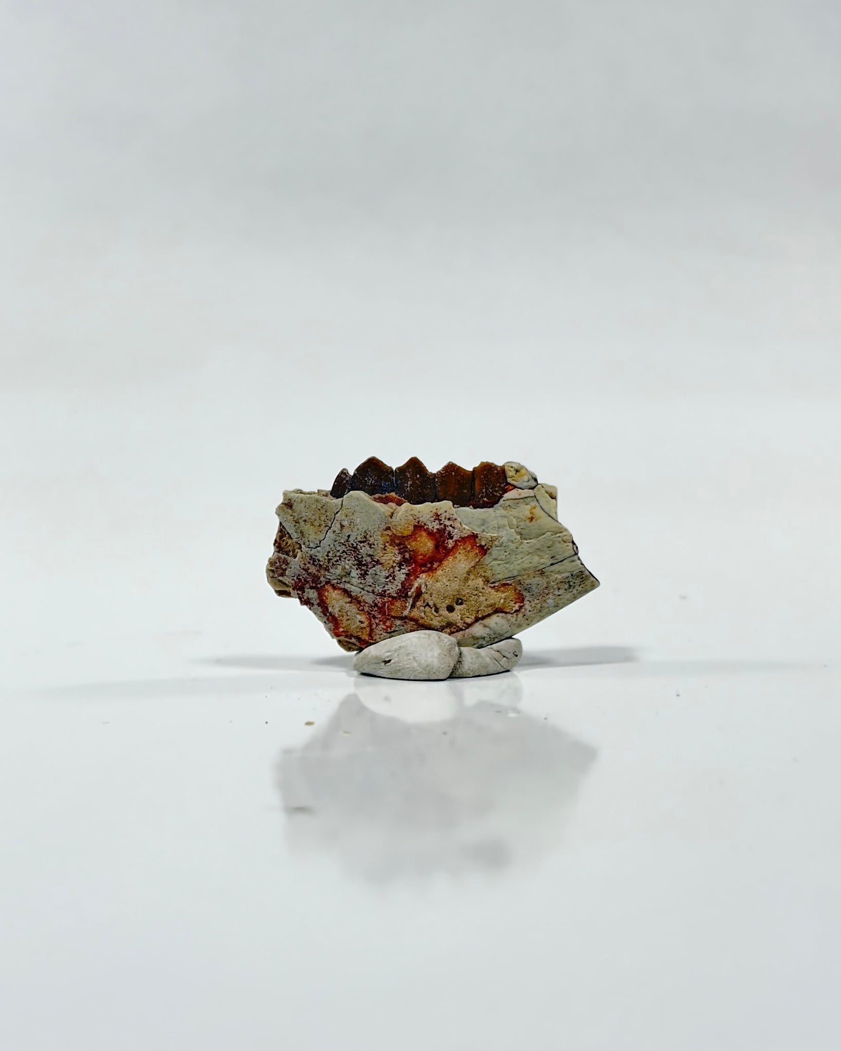 Oreodont Teeth