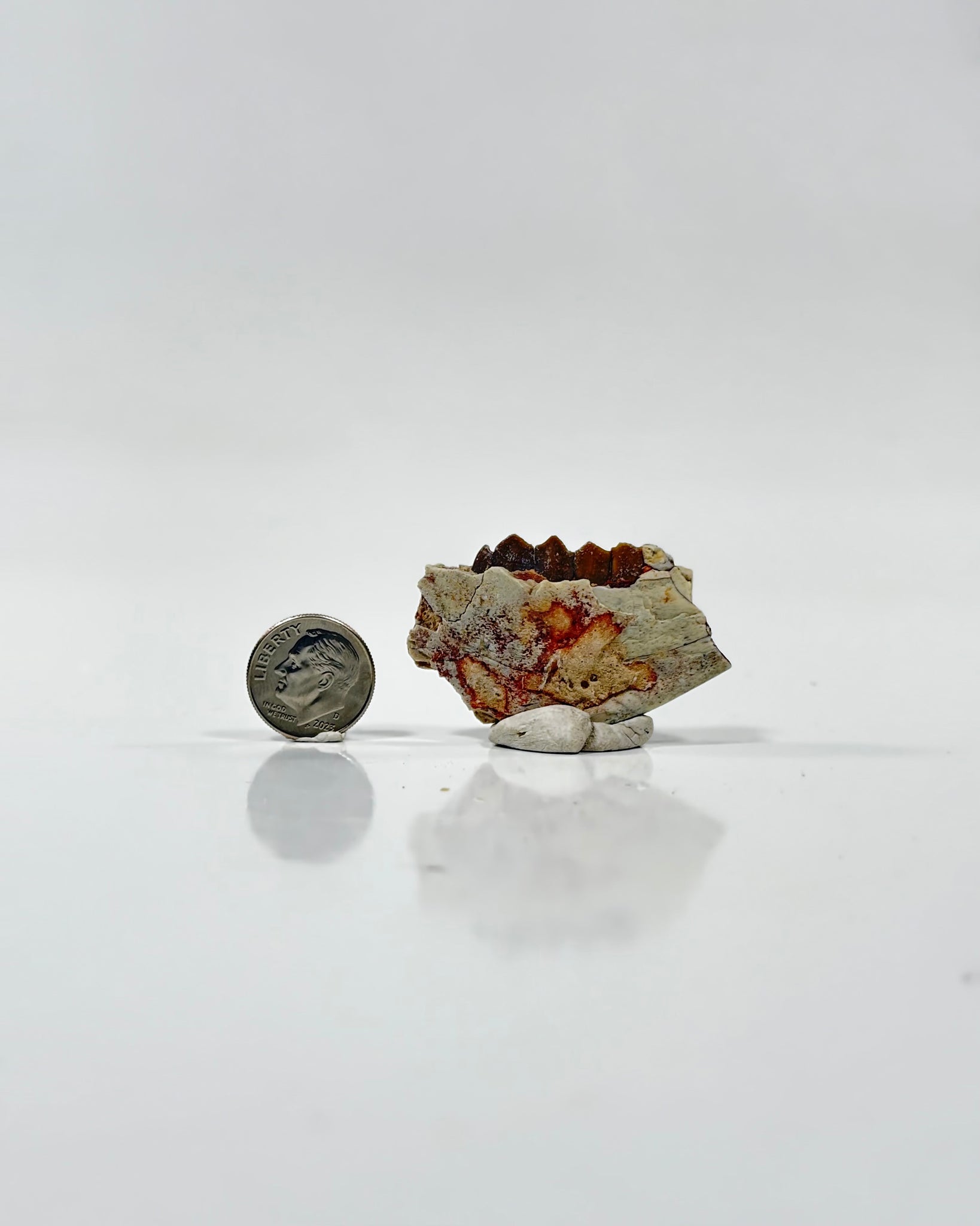Oreodont Teeth