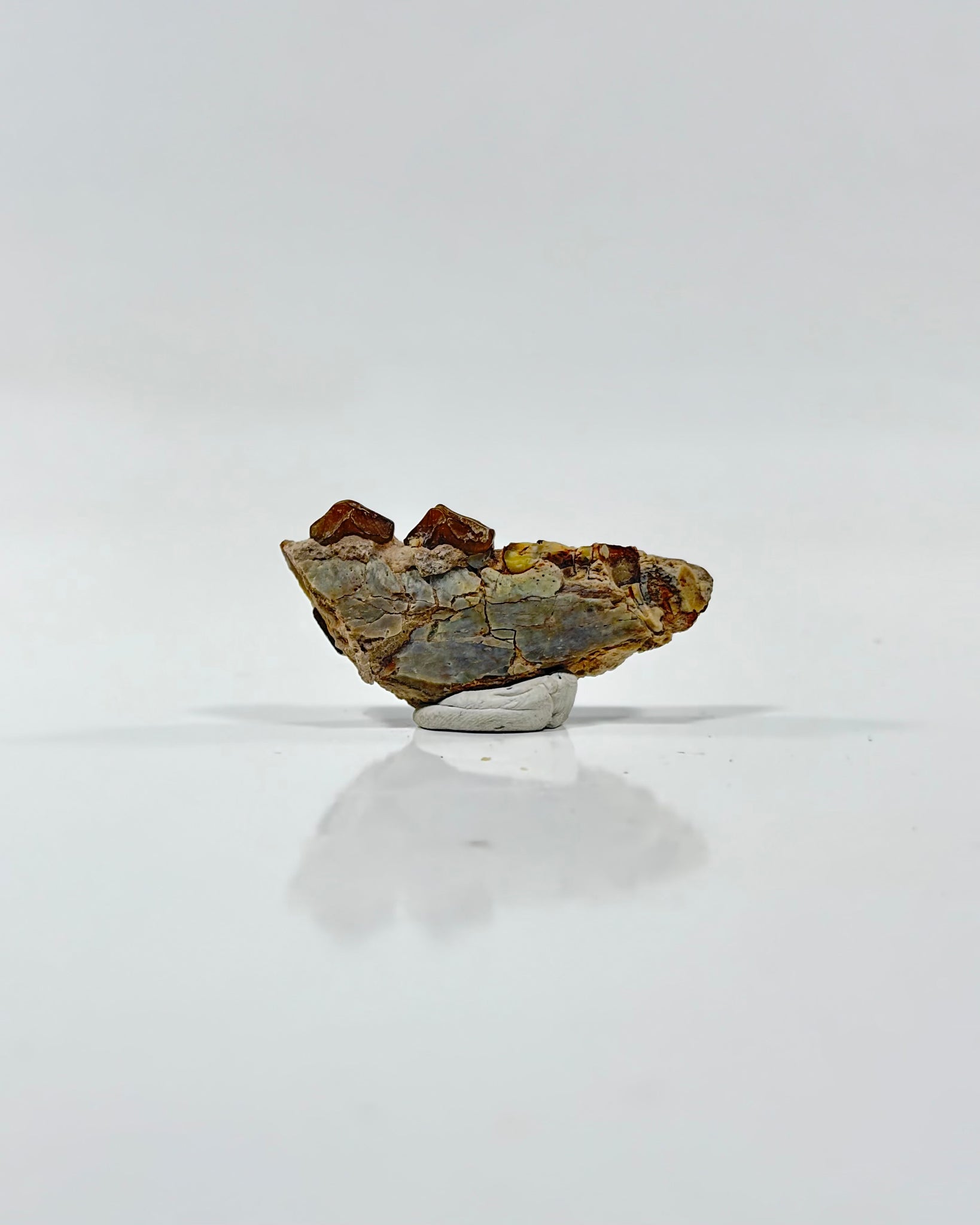 Oreodont Teeth