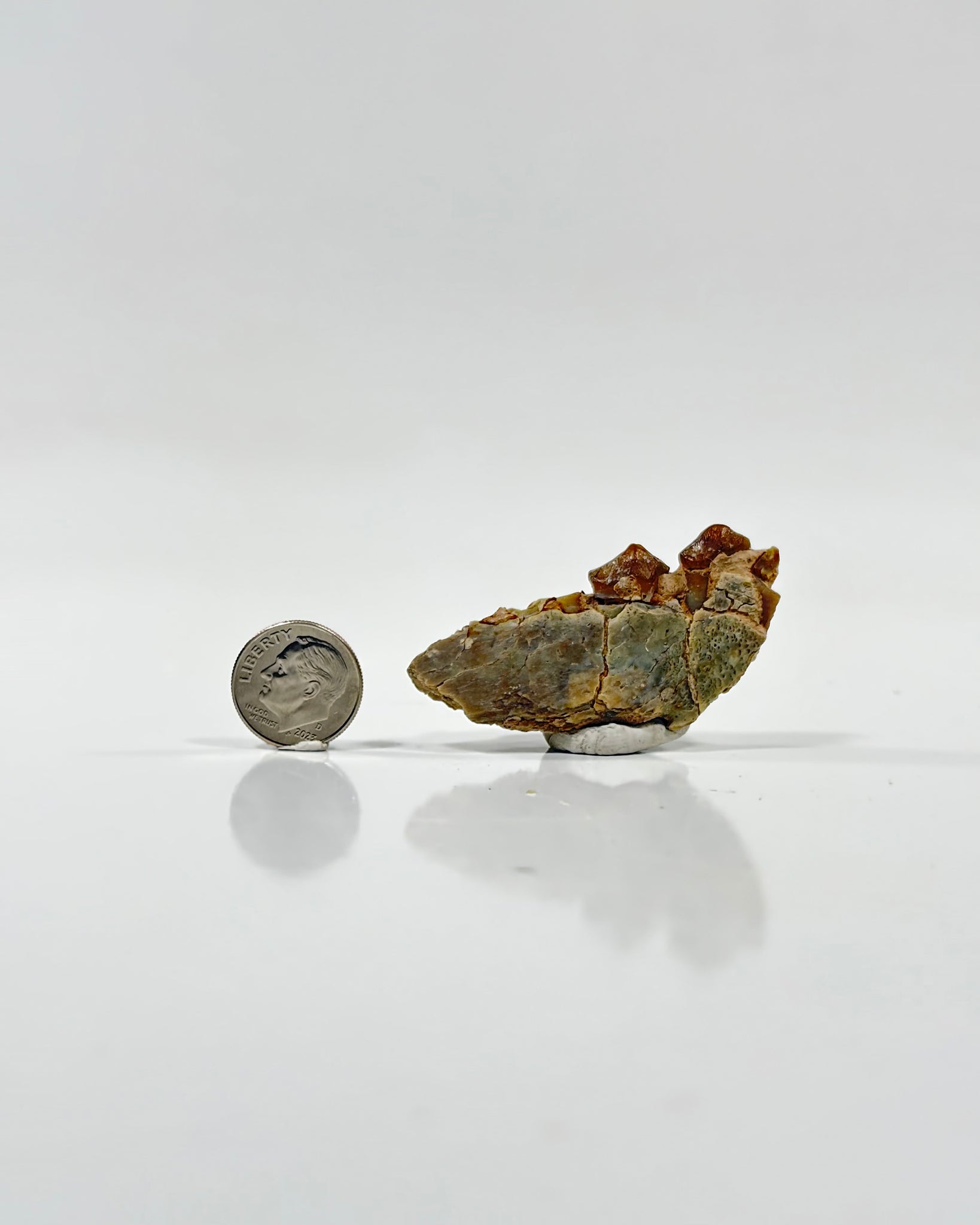 Oreodont Teeth