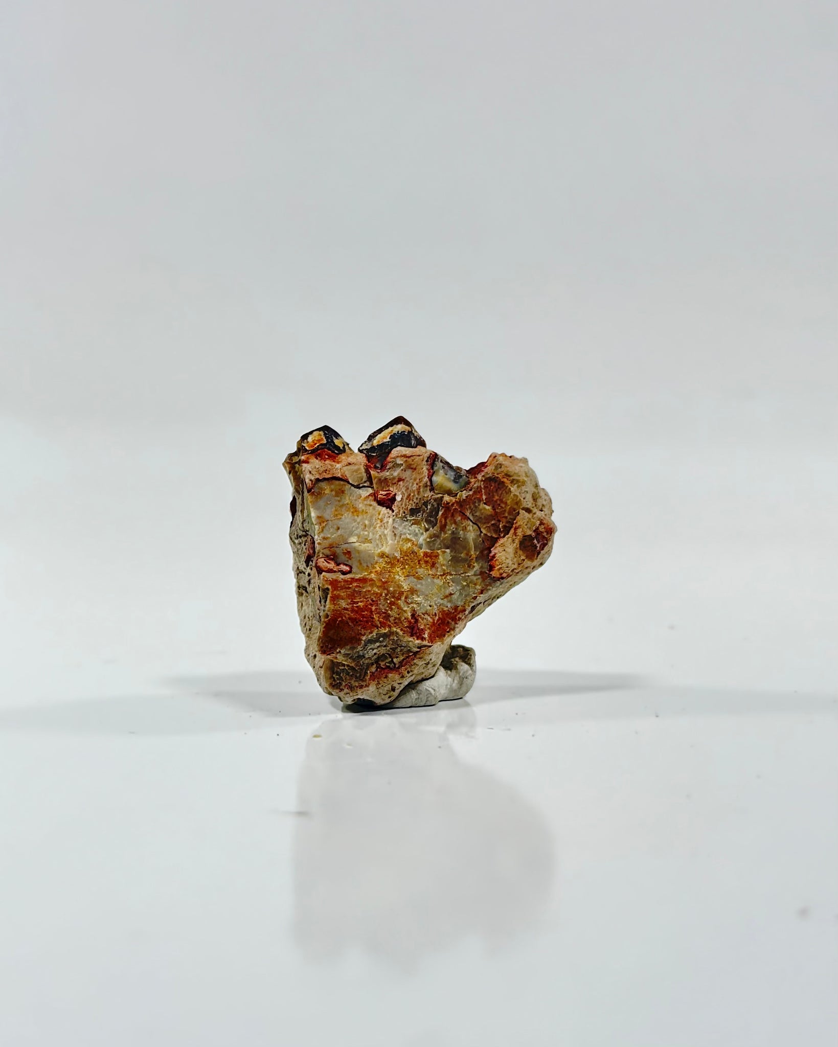 Oreodont Teeth