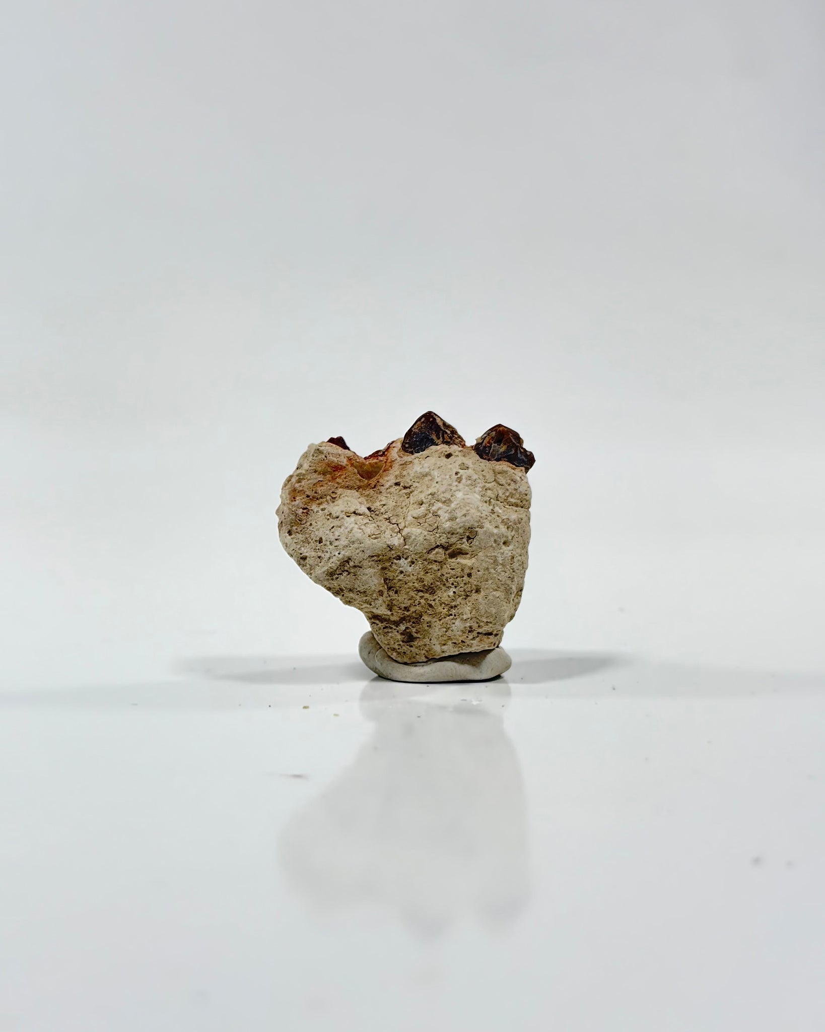 Oreodont Teeth