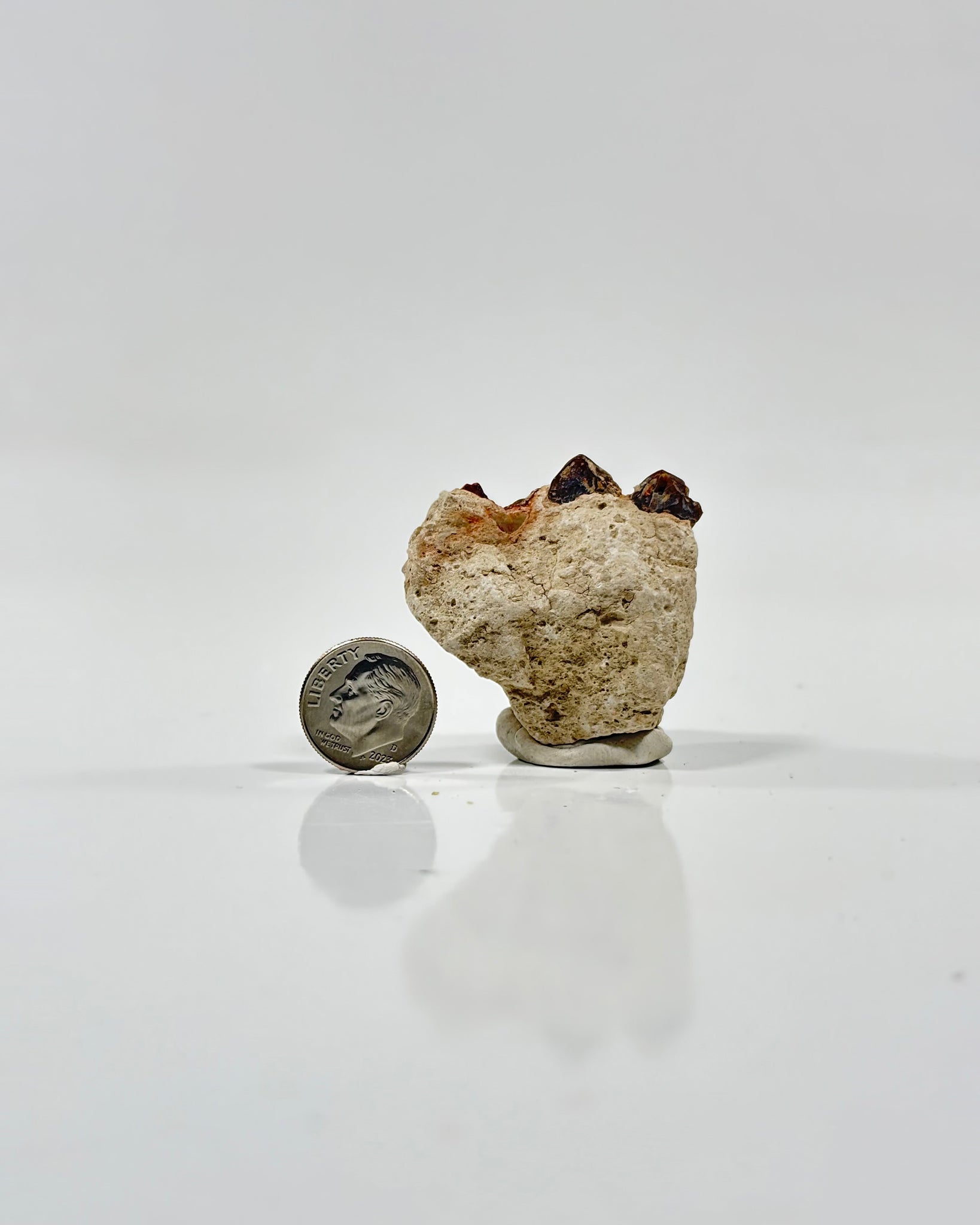 Oreodont Teeth