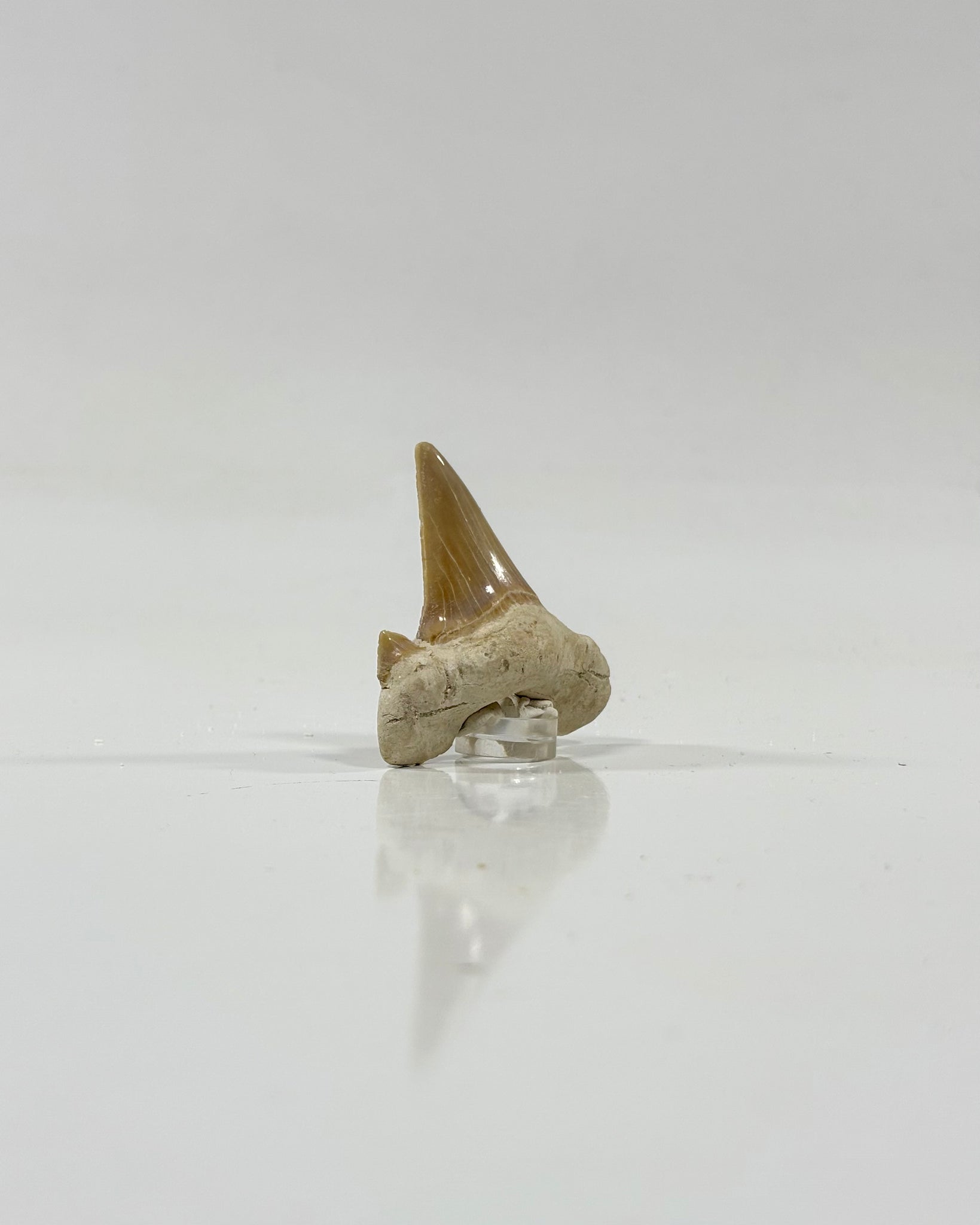 Otodus Shark Tooth Morocco Eocene
