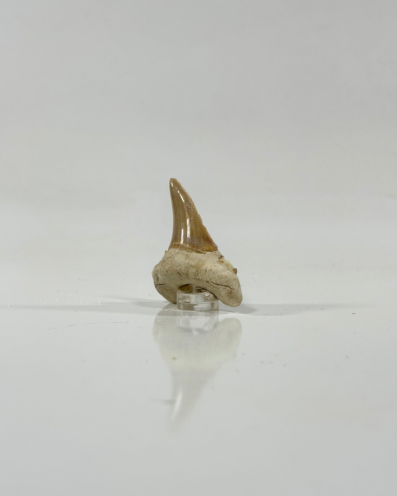 Otodus Shark Tooth Morocco Eocene