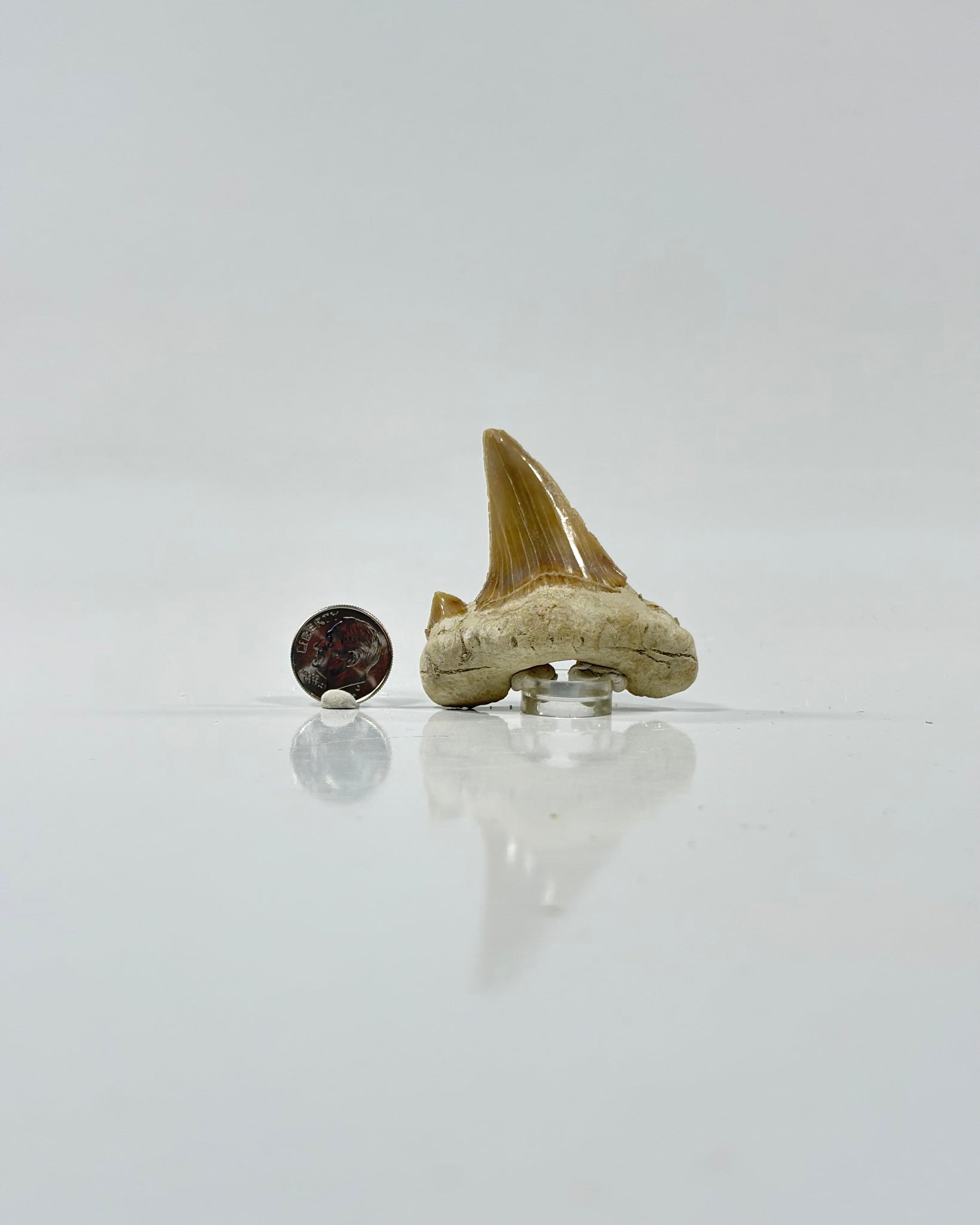 Otodus Shark Tooth Morocco Eocene