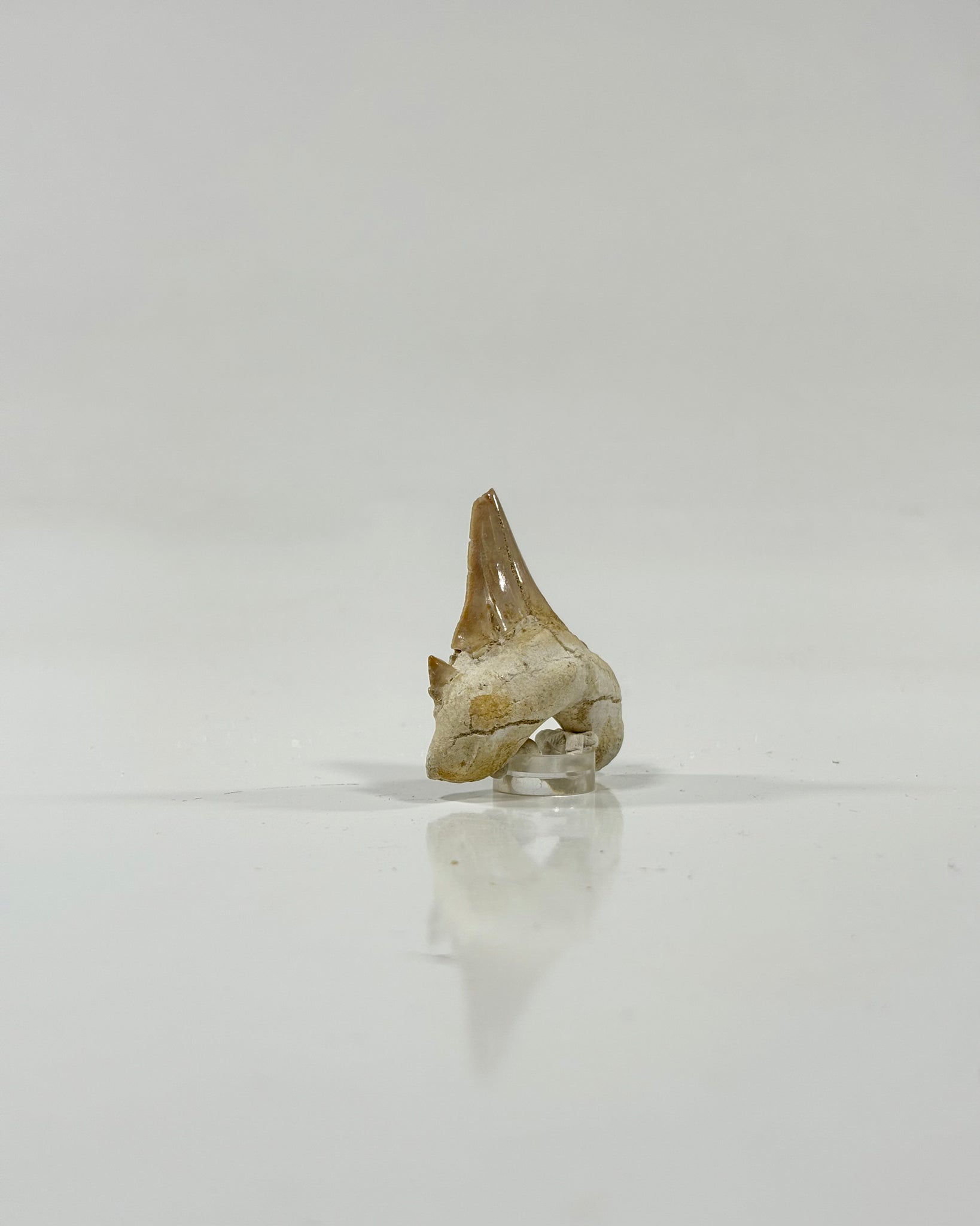 Otodus Shark Tooth Morocco Eocene