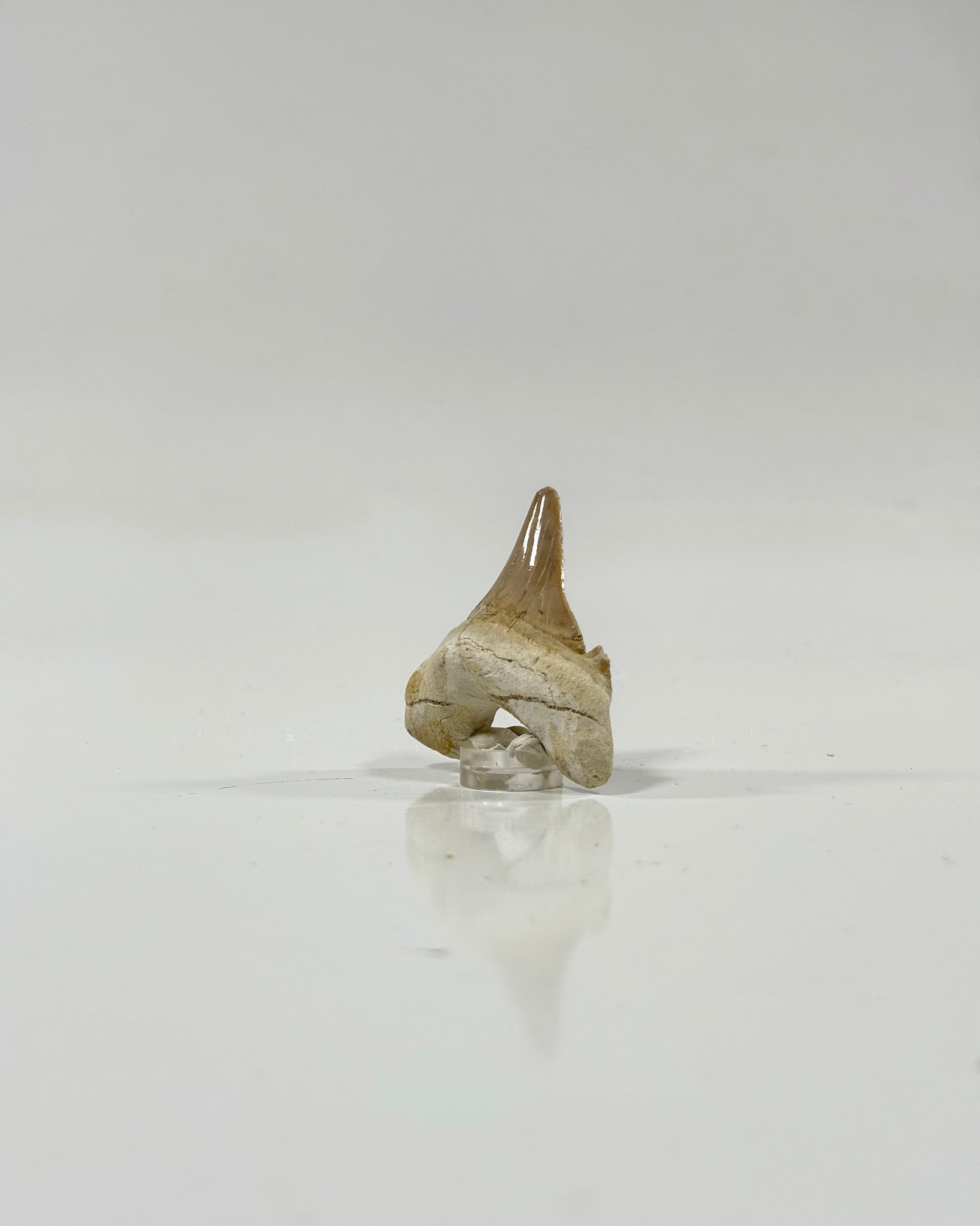 Otodus Shark Tooth Morocco Eocene