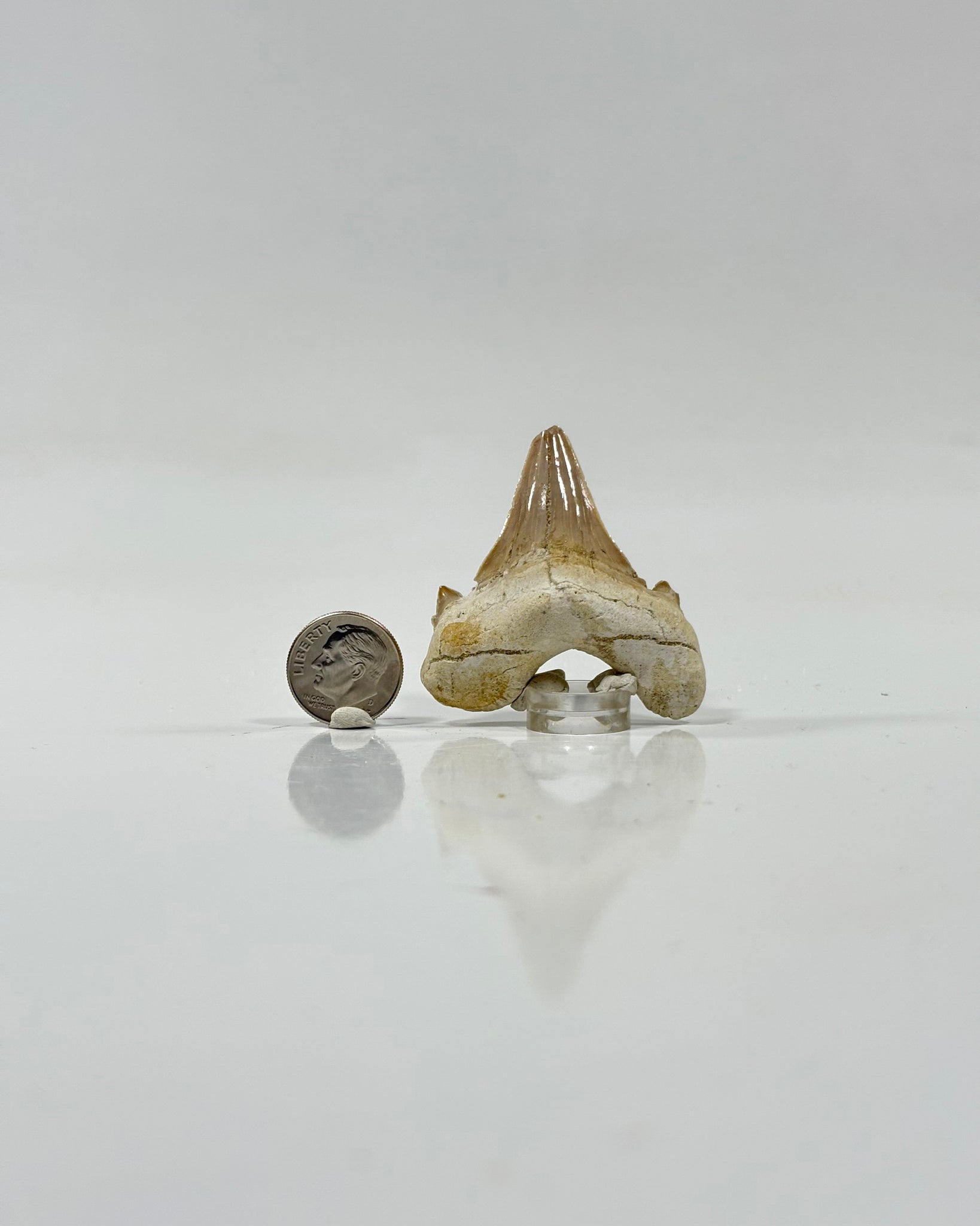 Otodus Shark Tooth Morocco Eocene