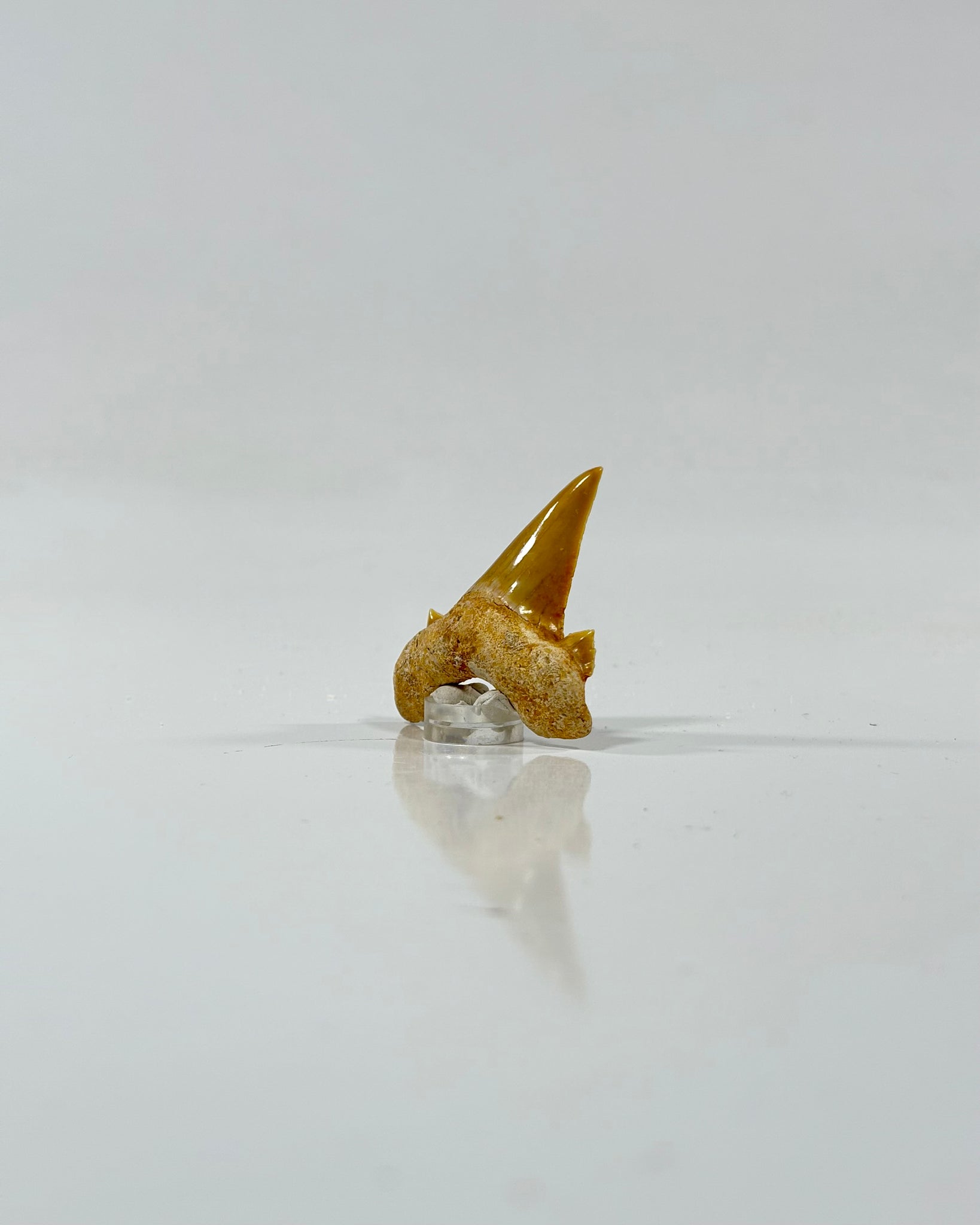 Otodus Shark Tooth Morocco Eocene