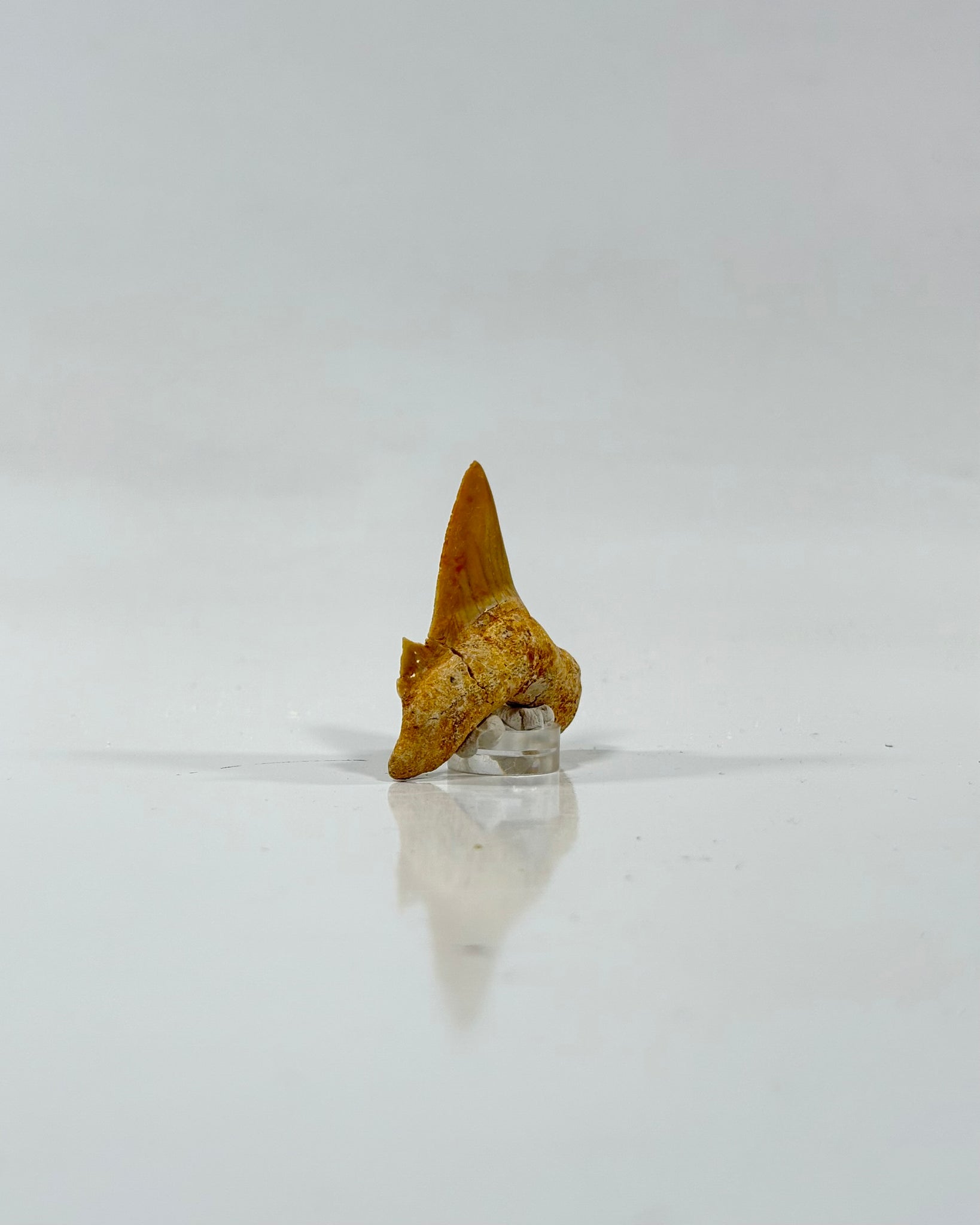 Otodus Shark Tooth Morocco Eocene