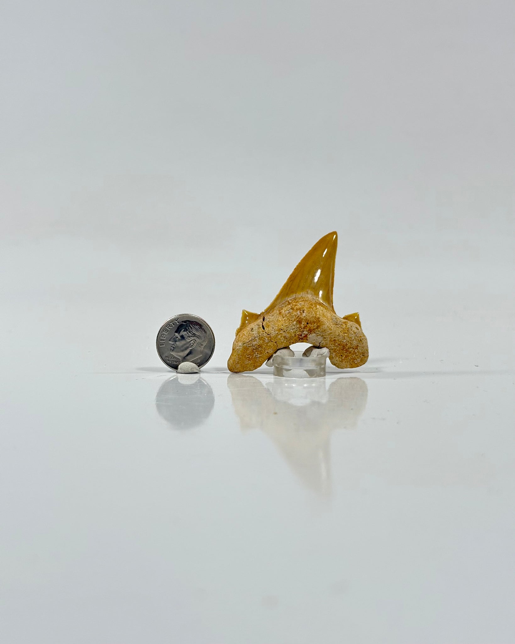 Otodus Shark Tooth Morocco Eocene