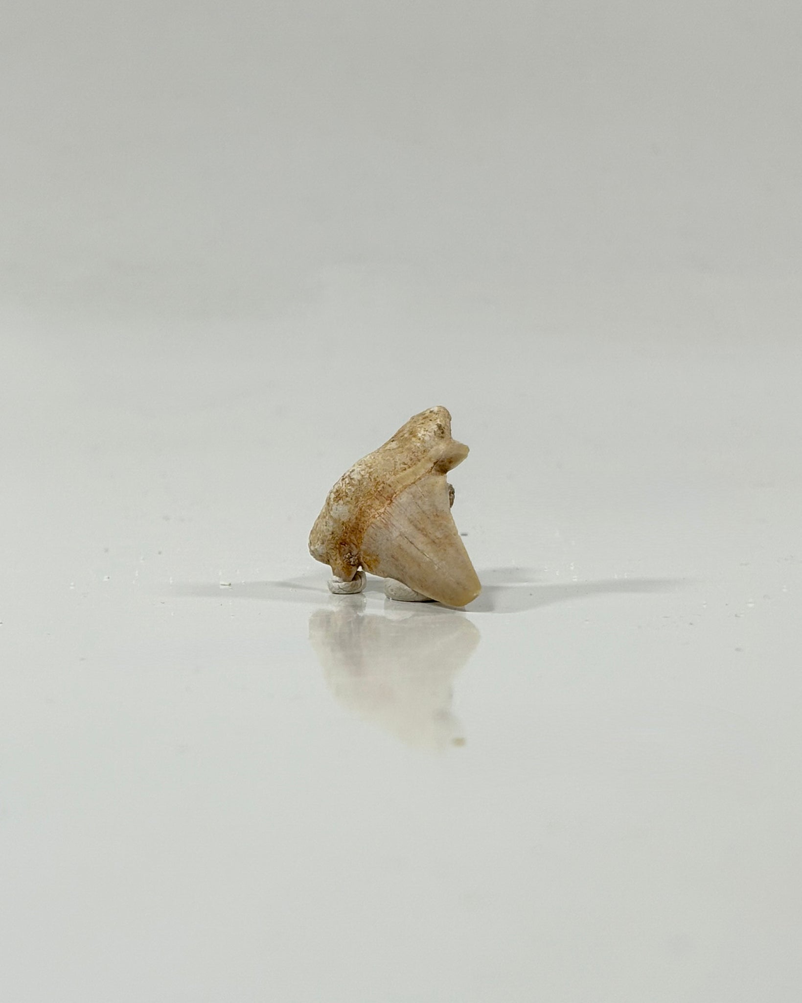 Otodus Shark Tooth Morocco Eocene