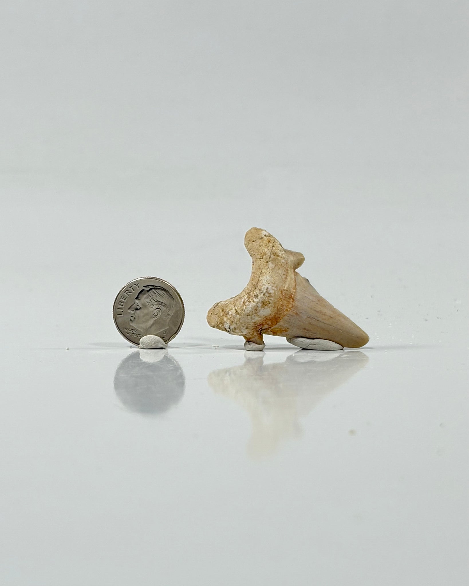 Otodus Shark Tooth Morocco Eocene