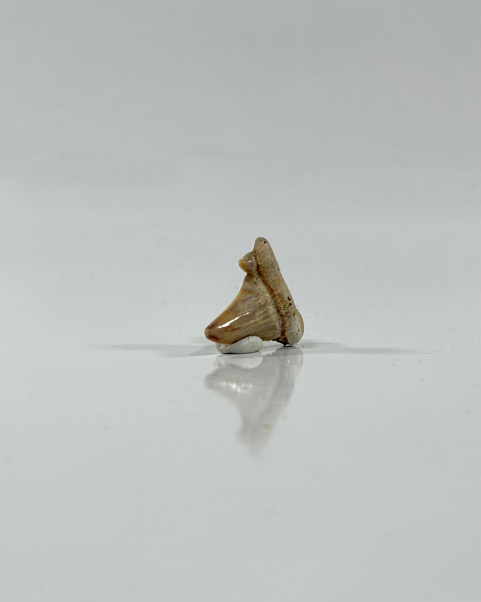 Otodus Shark Tooth Morocco Eocene