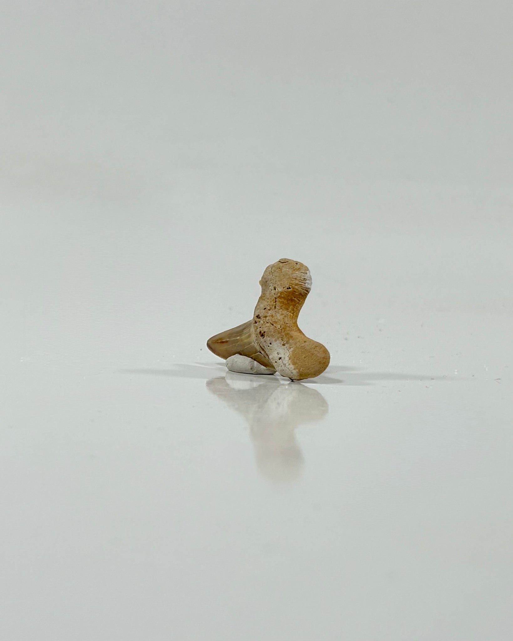 Otodus Shark Tooth Morocco Eocene