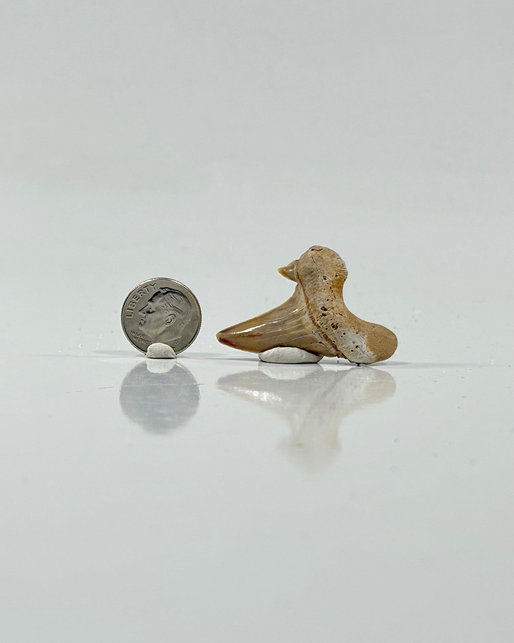Otodus Shark Tooth Morocco Eocene