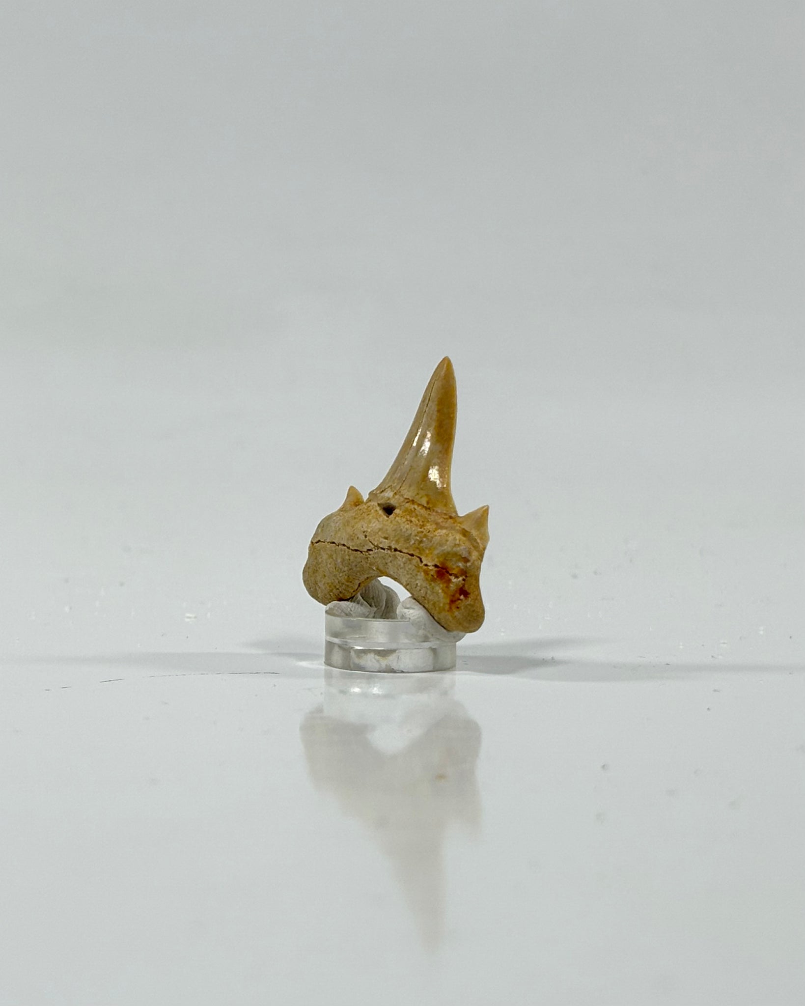 Otodus Shark Tooth Morocco Eocene