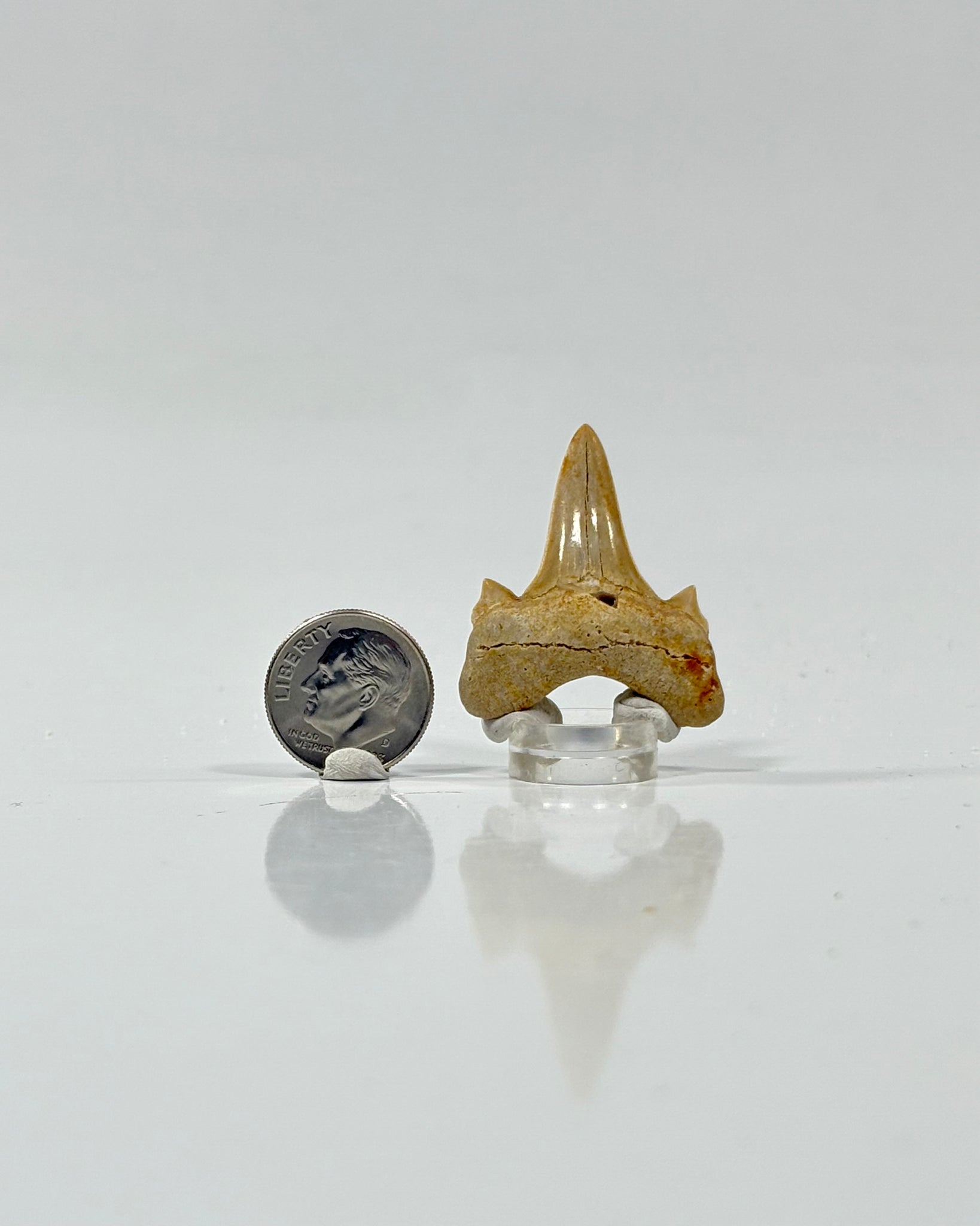 Otodus Shark Tooth Morocco Eocene