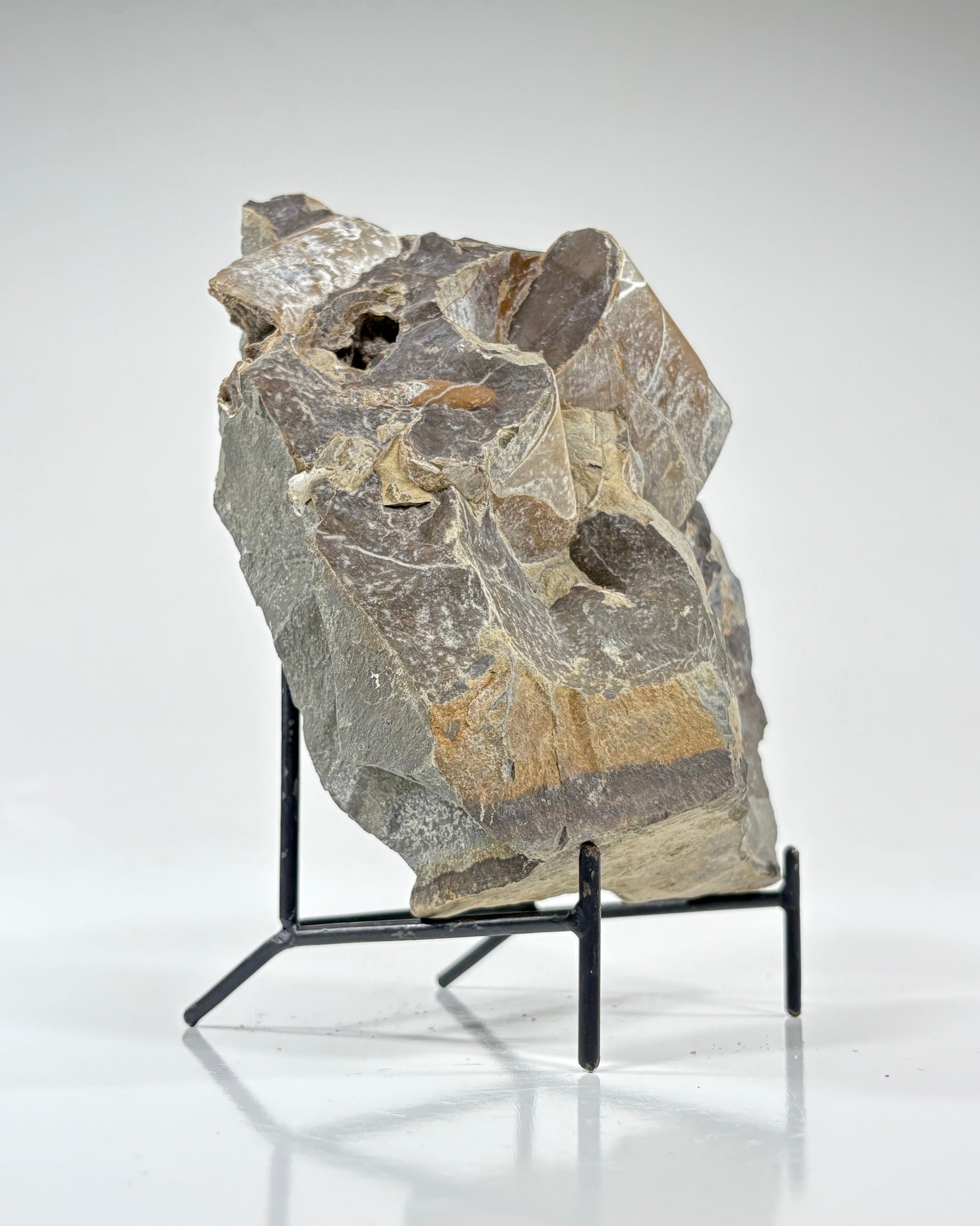 Good Earth Rocks Gallery: Automobile Alley - Ammonite Fossils